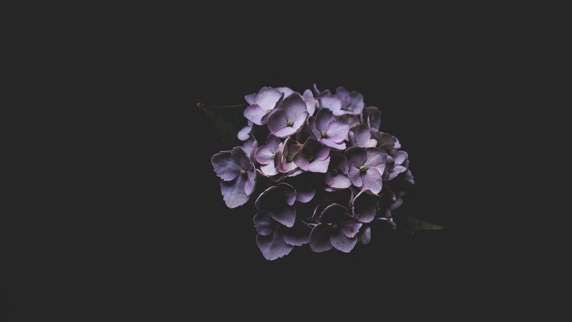 macro, plants, flowers, lilac, dark, minimalism, HD Wallpaper