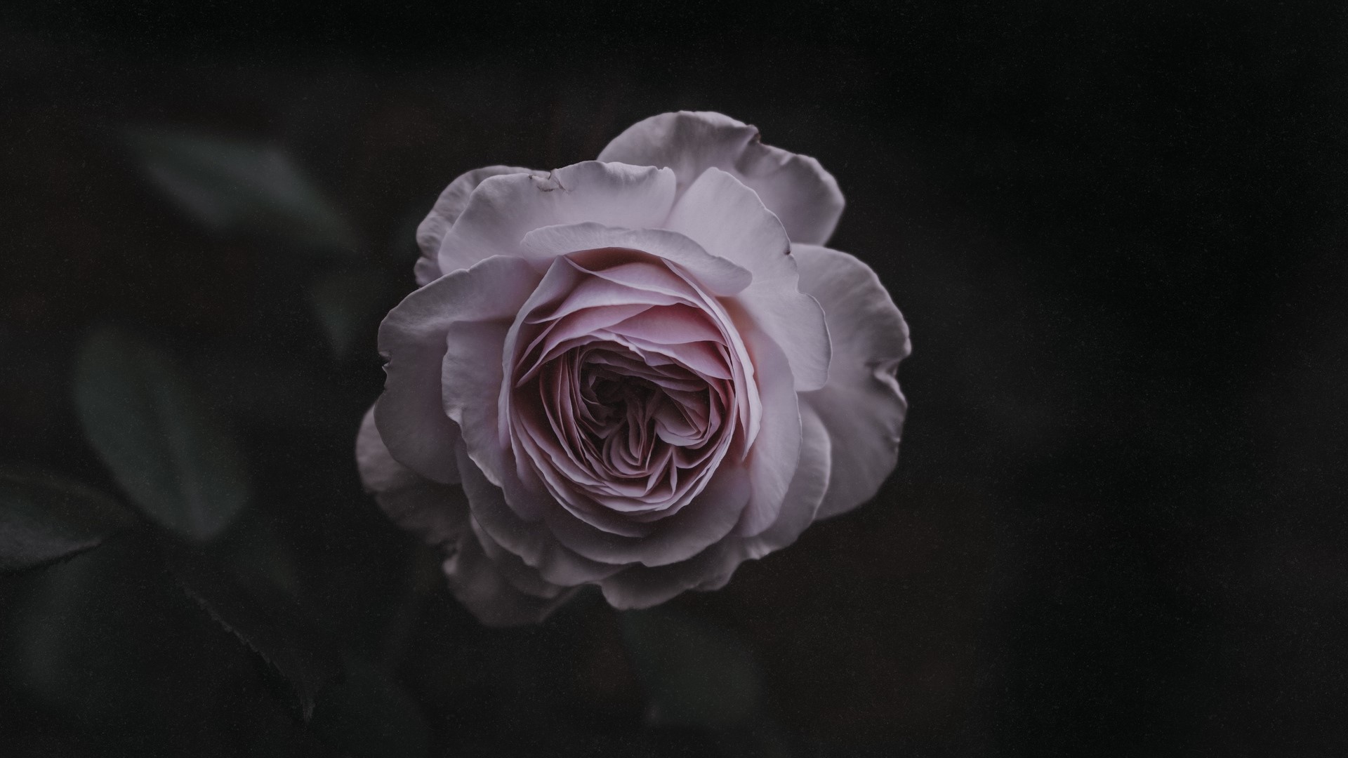 macro, plants, flowers, roses, rose, HD Wallpaper