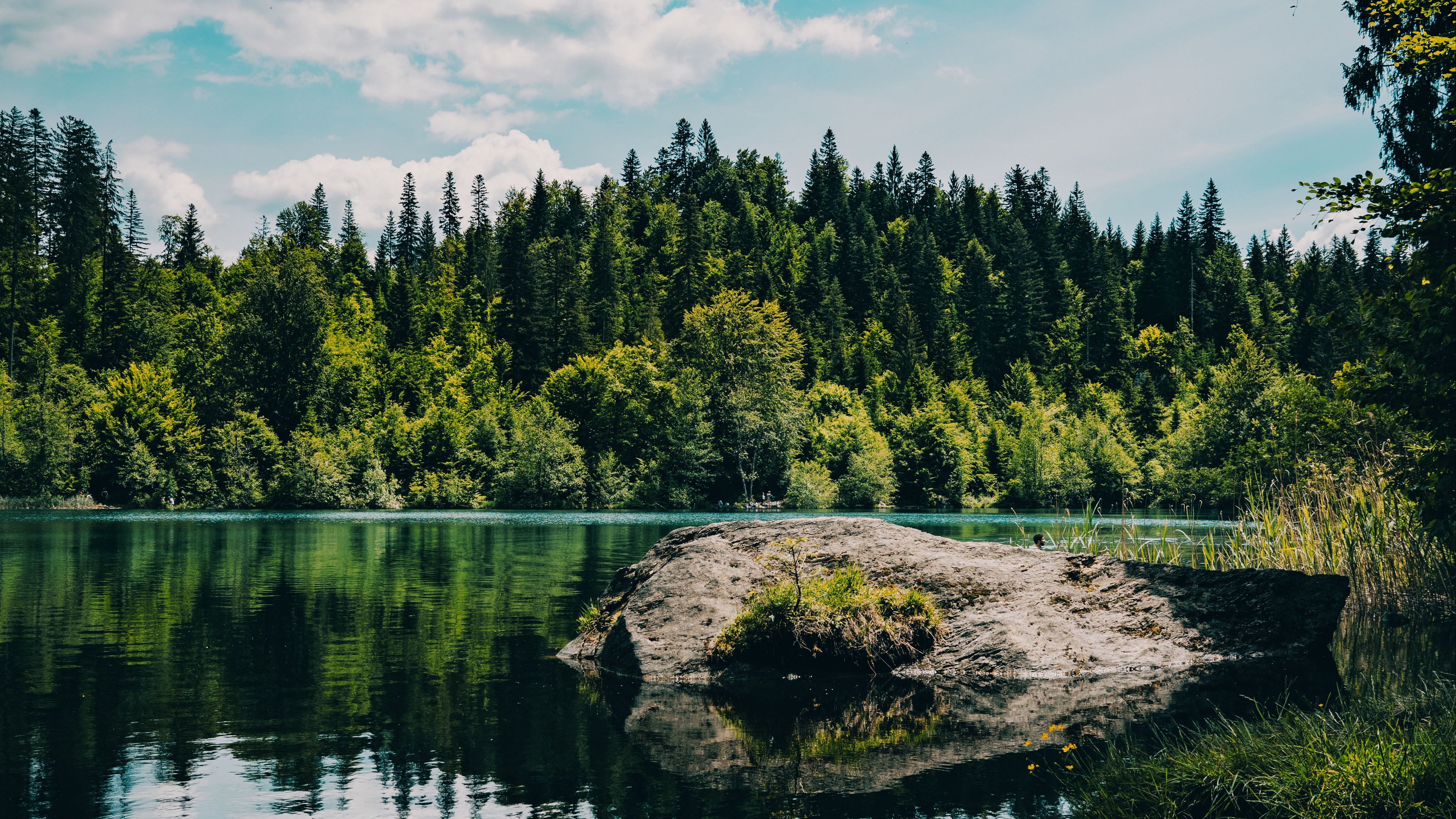 river, forest, trees, stone, grass, 4k, HD Wallpaper