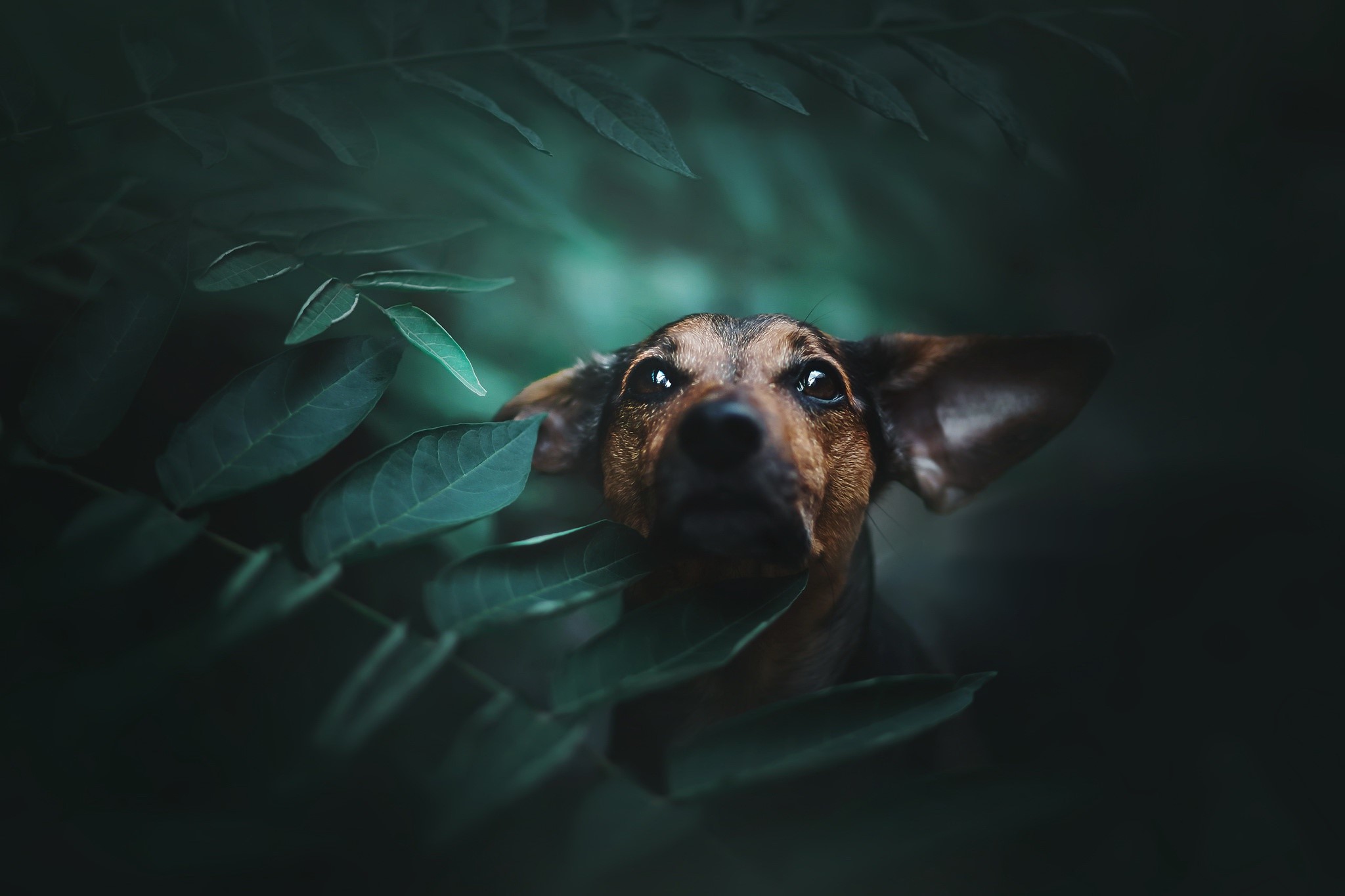 dog, animals, leaves, plants, HD Wallpaper