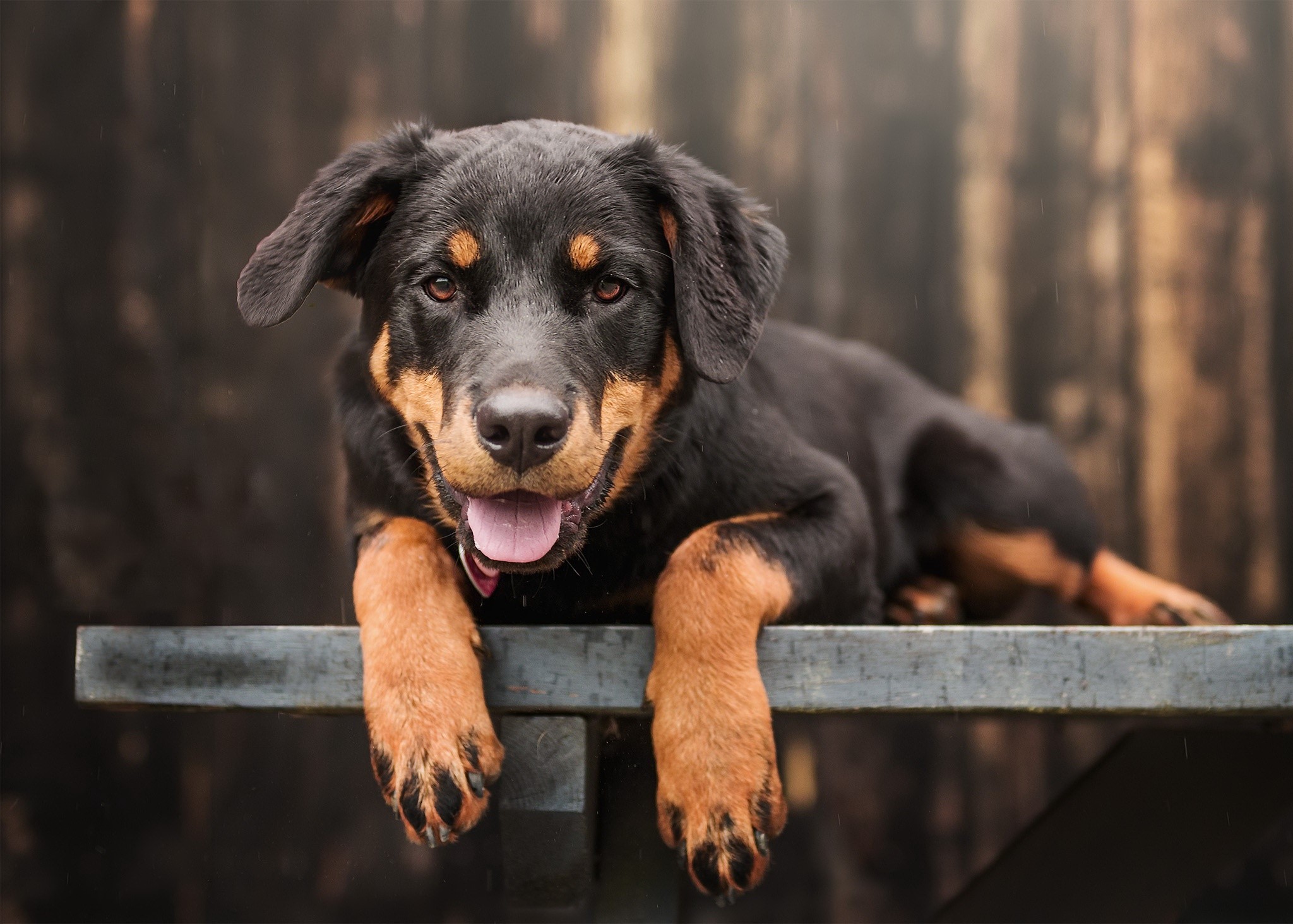 dog, animals, outdoors, tongue out, HD Wallpaper