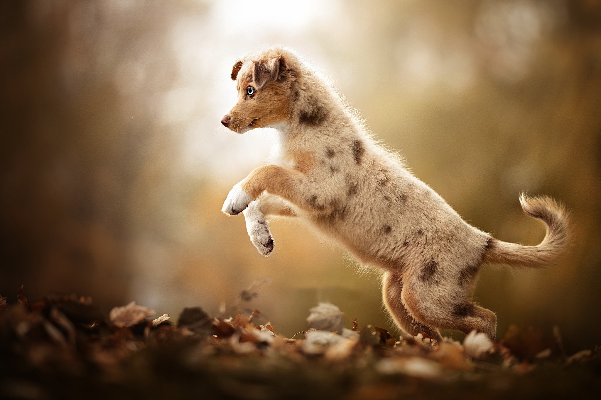 dog, animals, blurred, leaves, fall, HD Wallpaper
