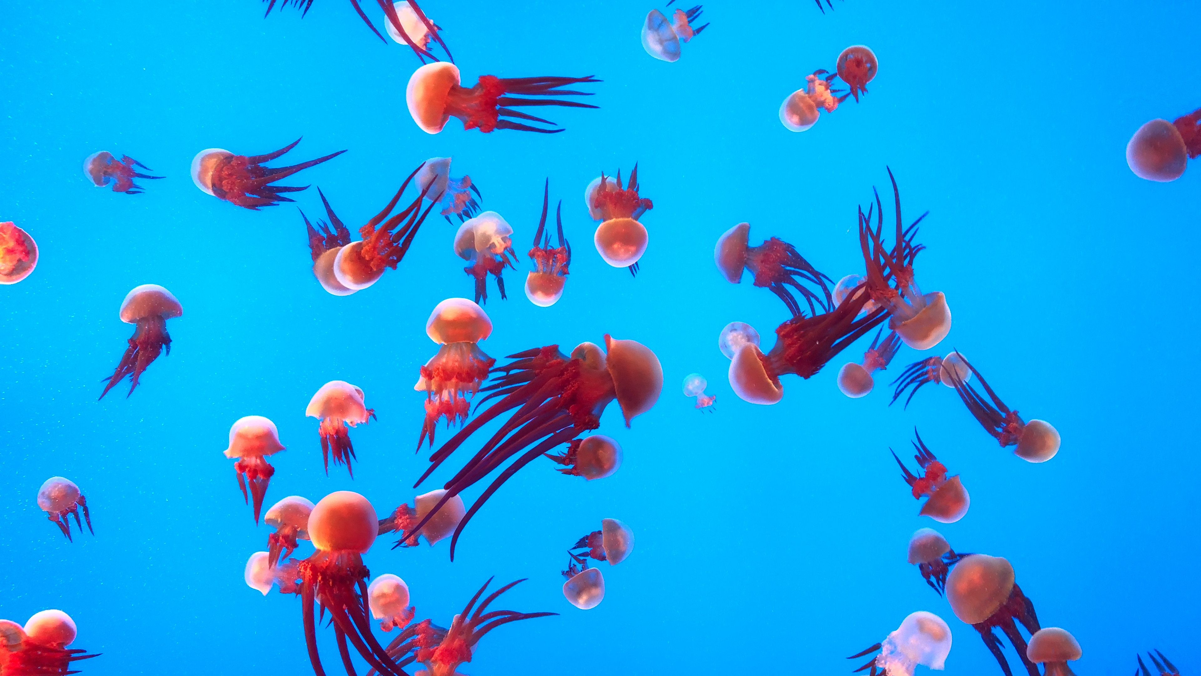 jellyfish, underwater world, ocean, aquarium, swimming, 4k, HD Wallpaper
