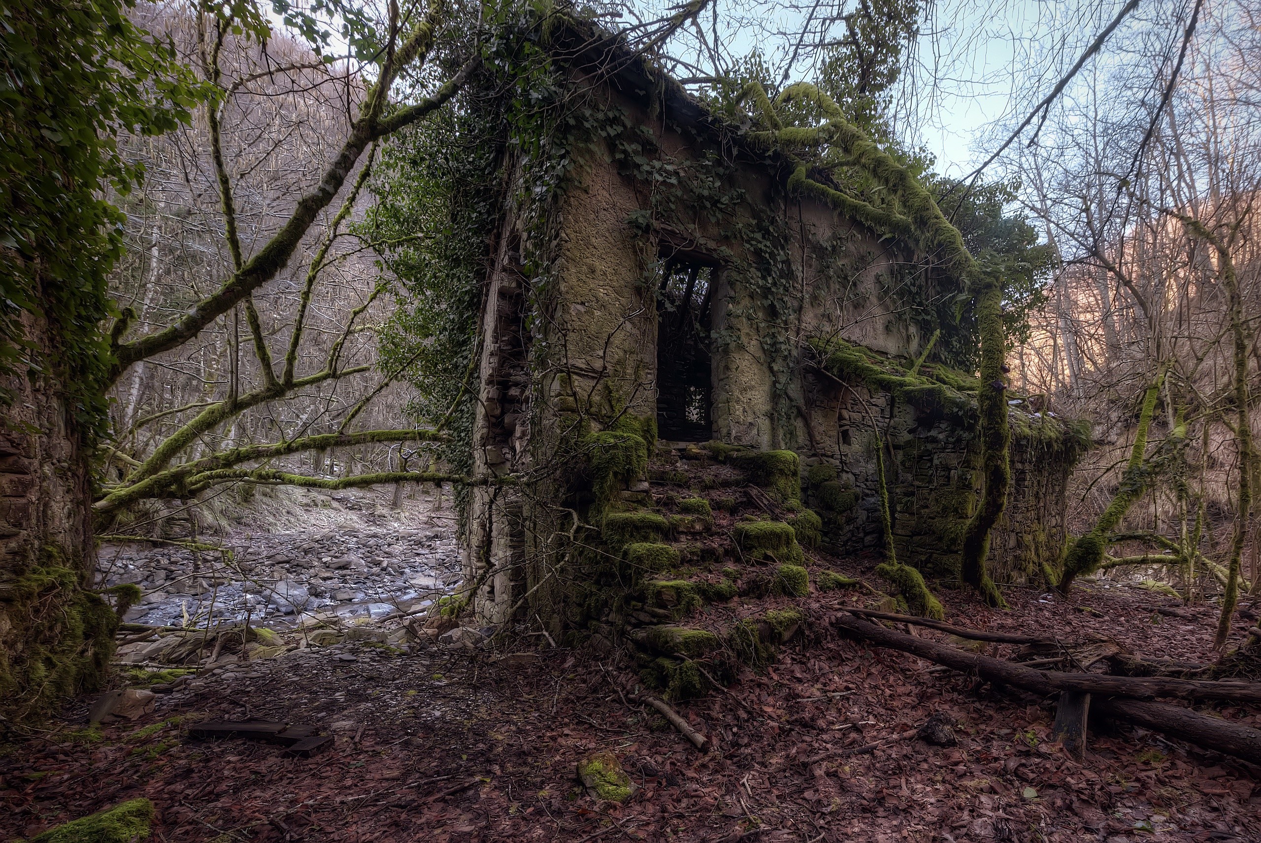 trees, plants, ruin, HD Wallpaper