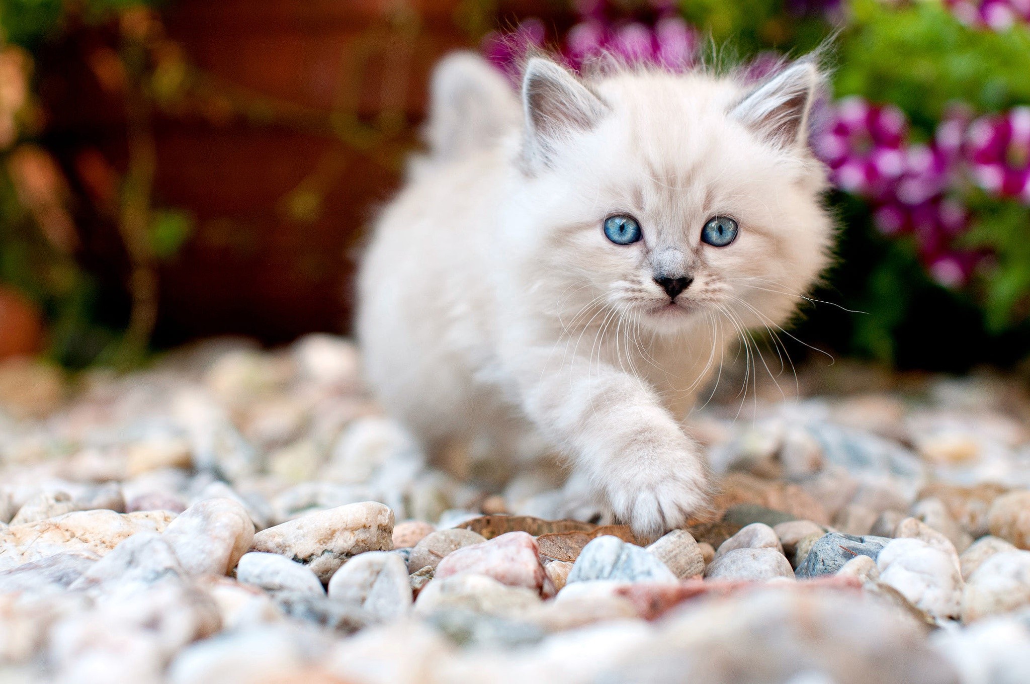cats, animals, blue eyes, pebbles, HD Wallpaper