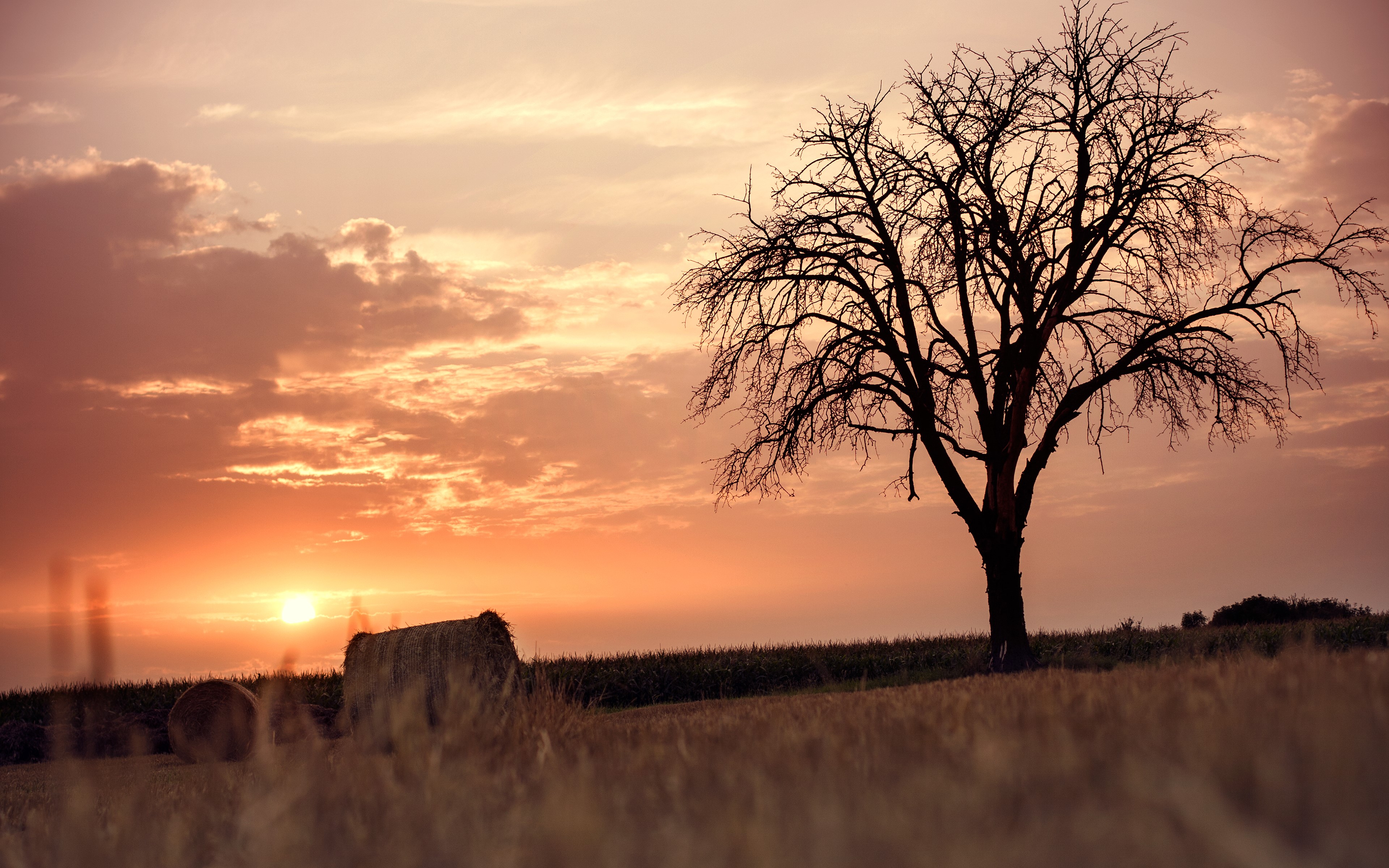 sunset, sky, trees, field, sunlight, clouds, HD Wallpaper