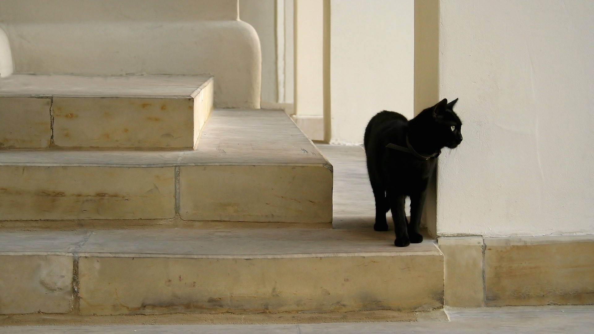 black cats, animals, stairway, cats, stairs, HD Wallpaper