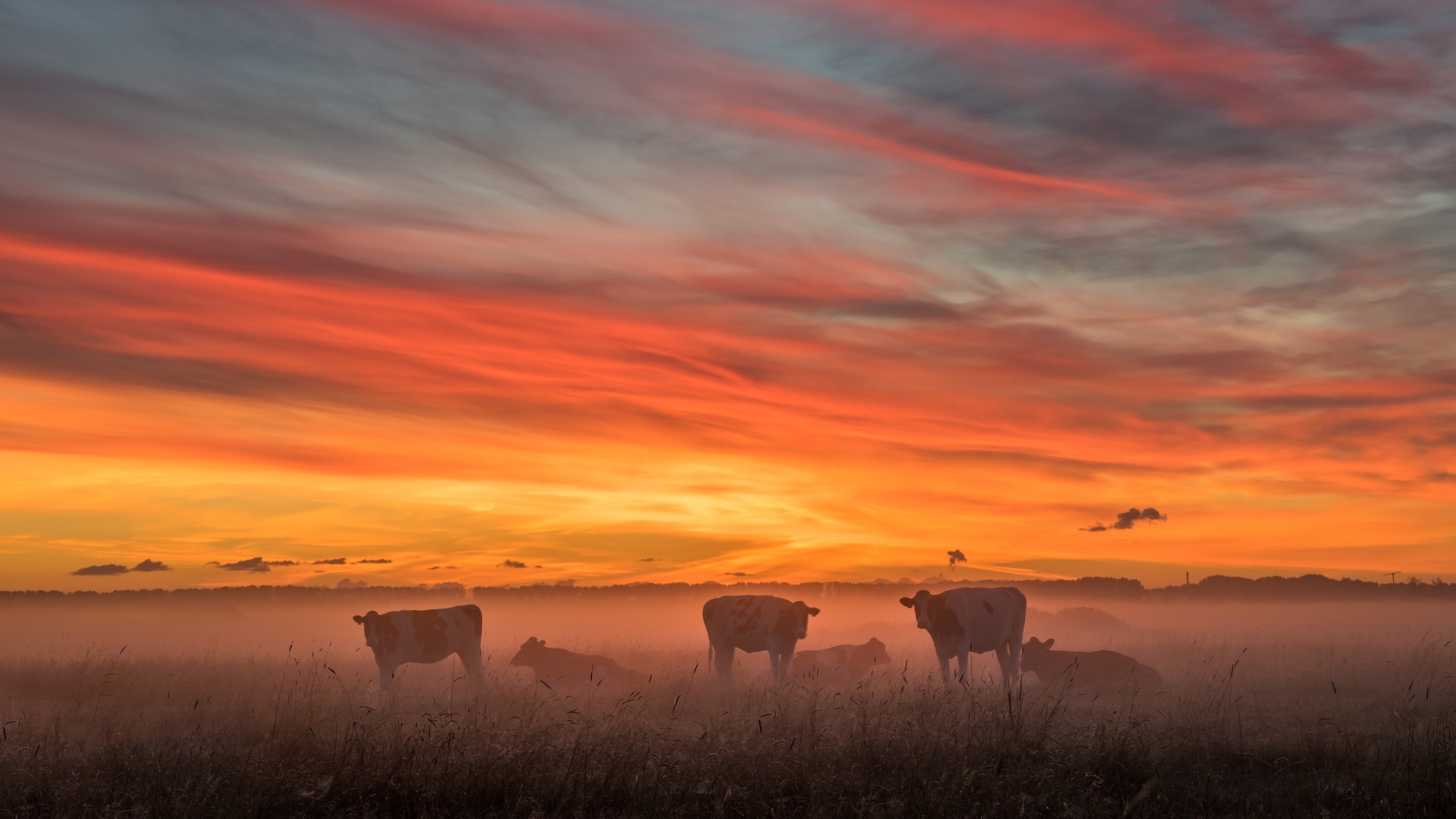 nature, cow, sky, mist, landscape, sunlight, animals, field, dusk, HD Wallpaper