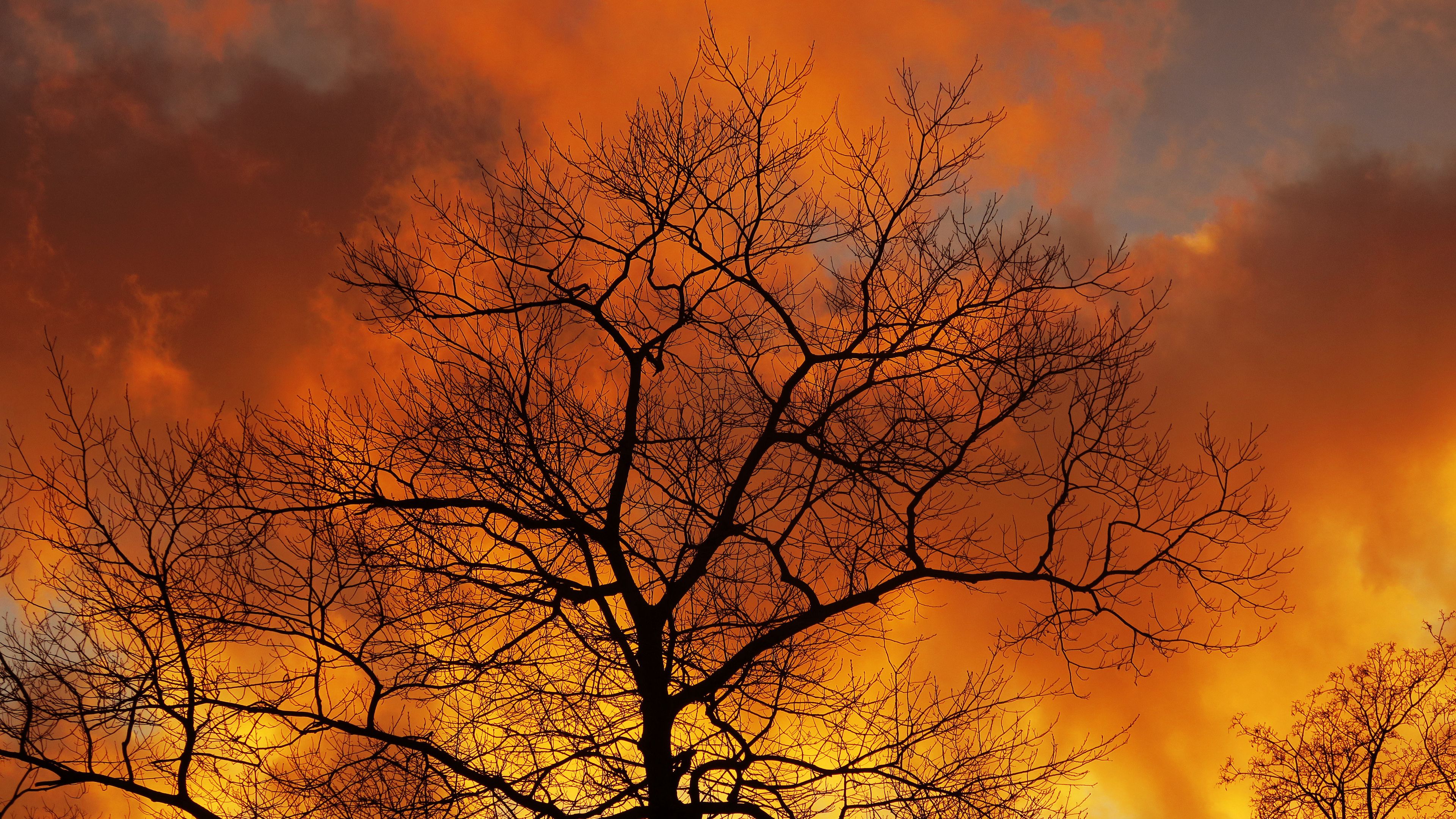tree, branches, dawn, sky, clouds, autumn, 4k, HD Wallpaper