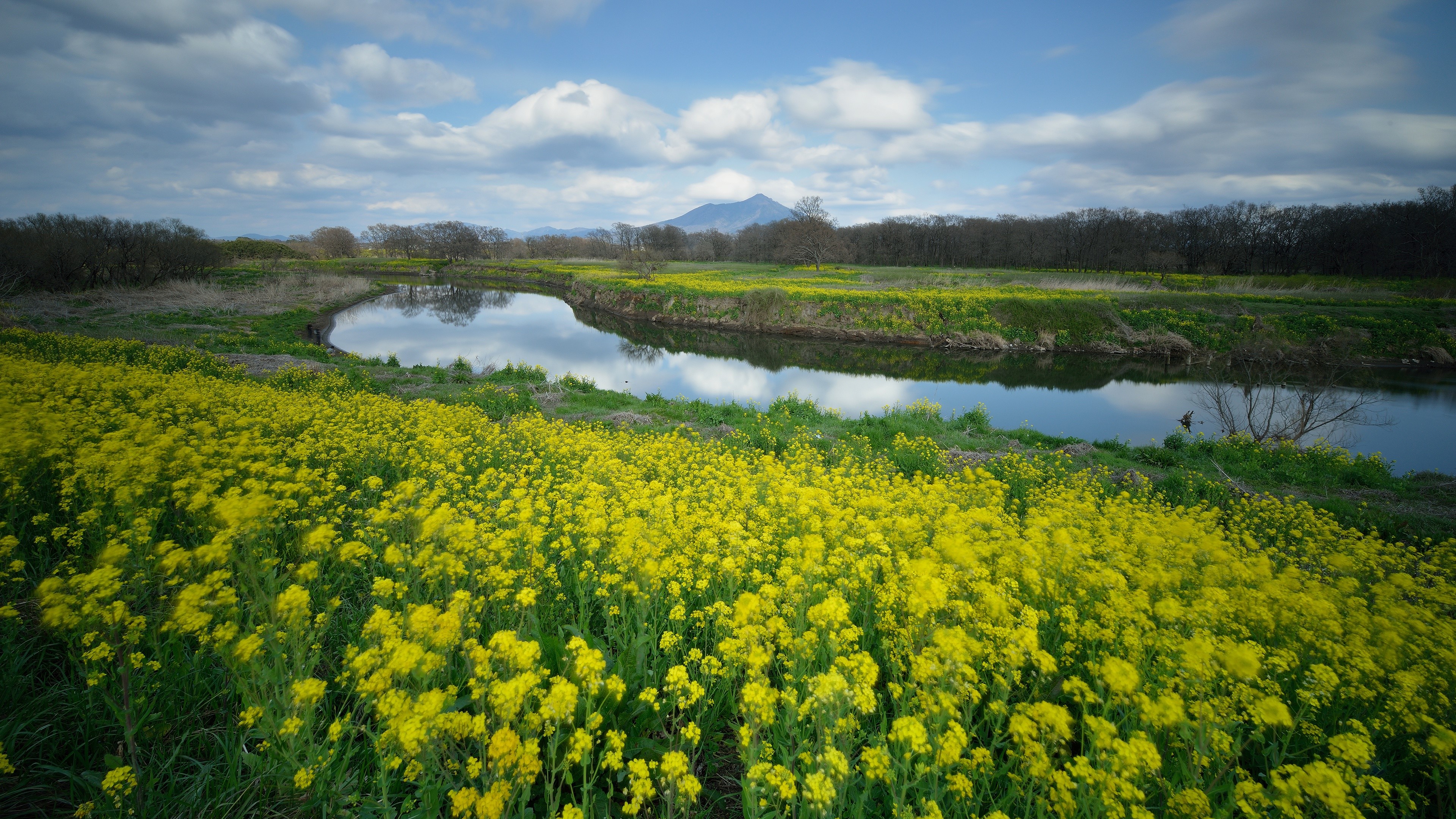flowers, landscape, river, plants, yellow flower, HD Wallpaper