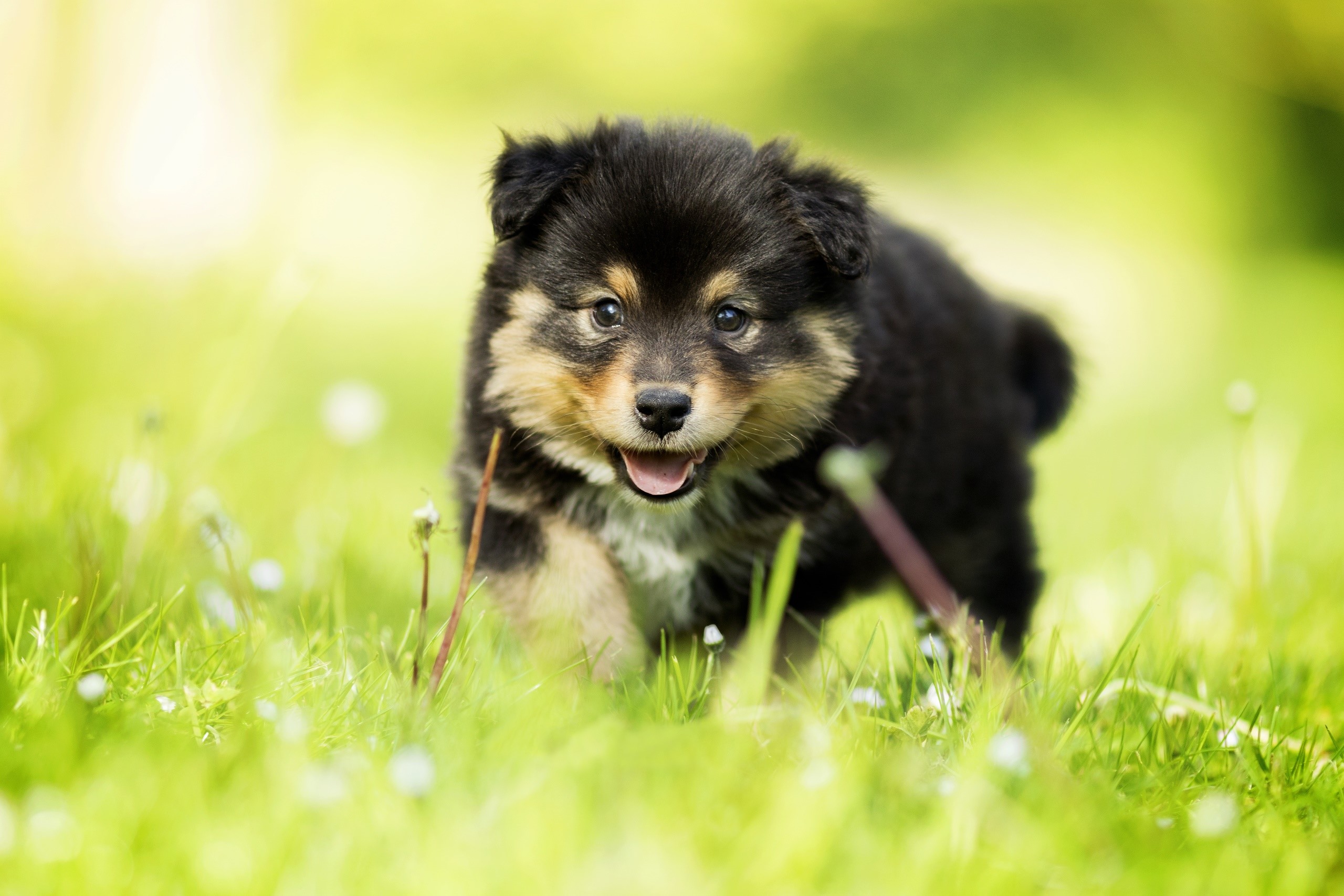 dog, animals, puppies, pet, HD Wallpaper