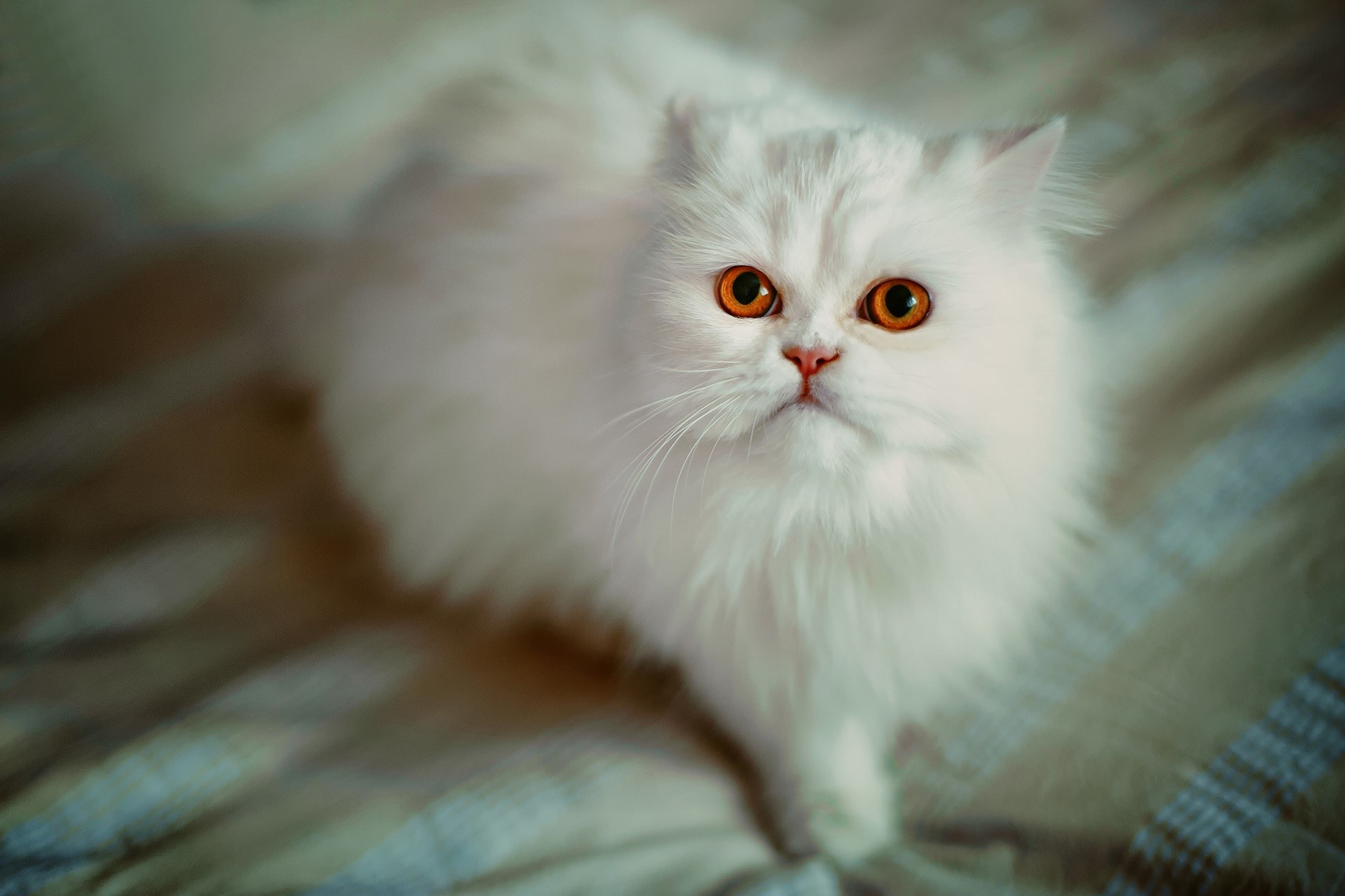 cats, animals, depth of field, HD Wallpaper
