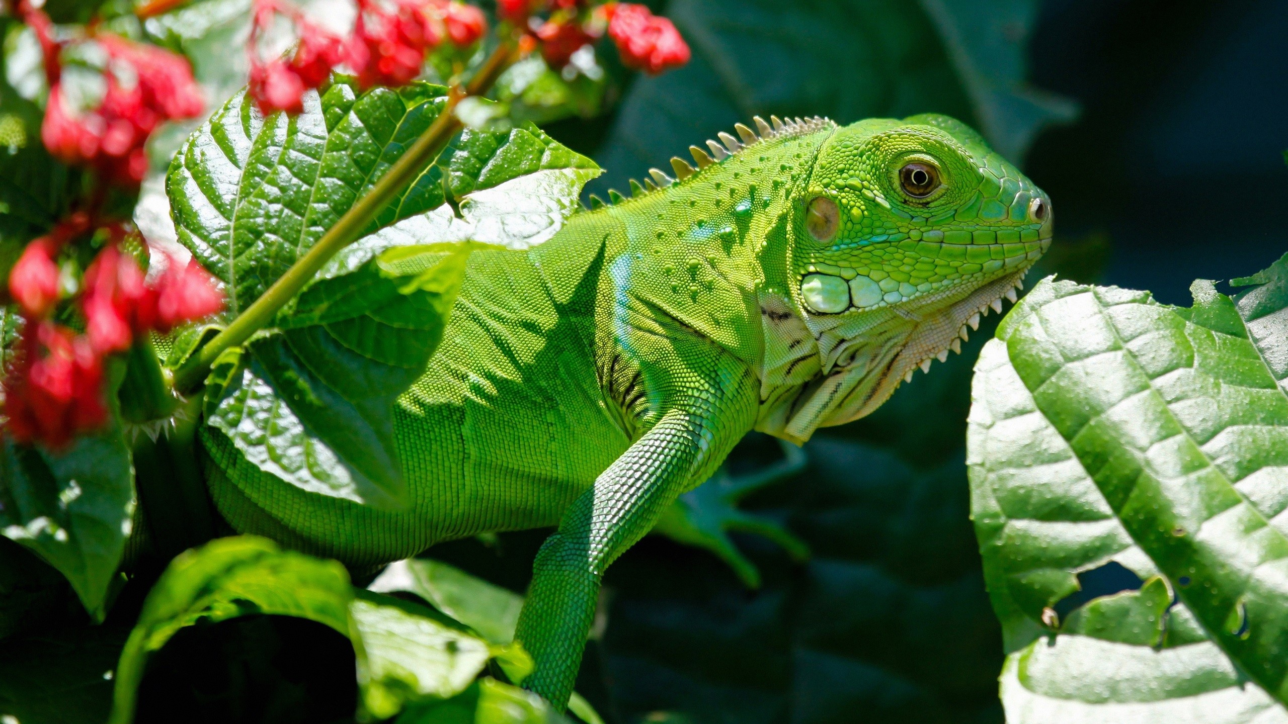 iguana, reptiles, reptile, green, animals, bokeh, plants, outdoors, lizards, HD Wallpaper