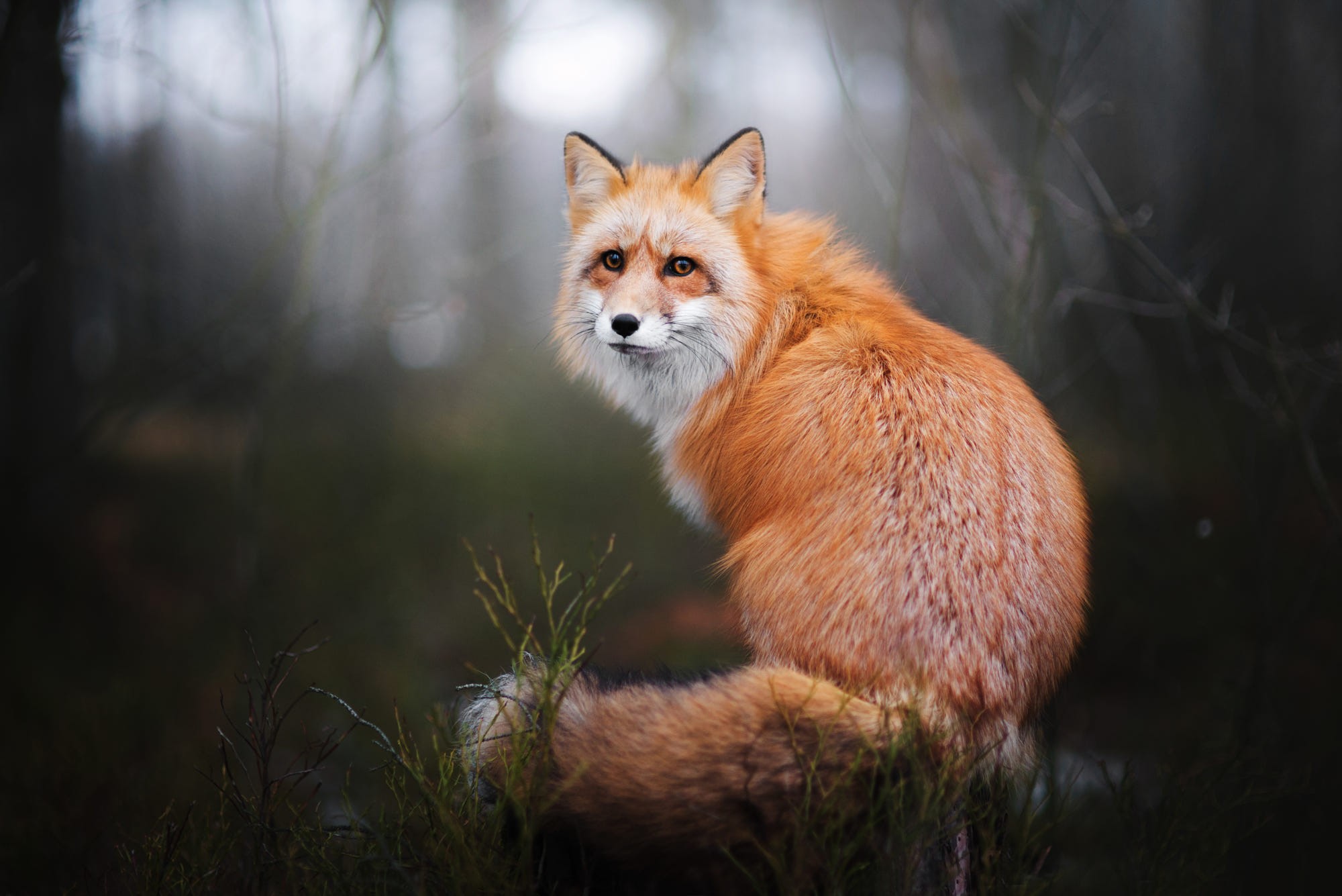 animals, fox, plants, depth of field, HD Wallpaper