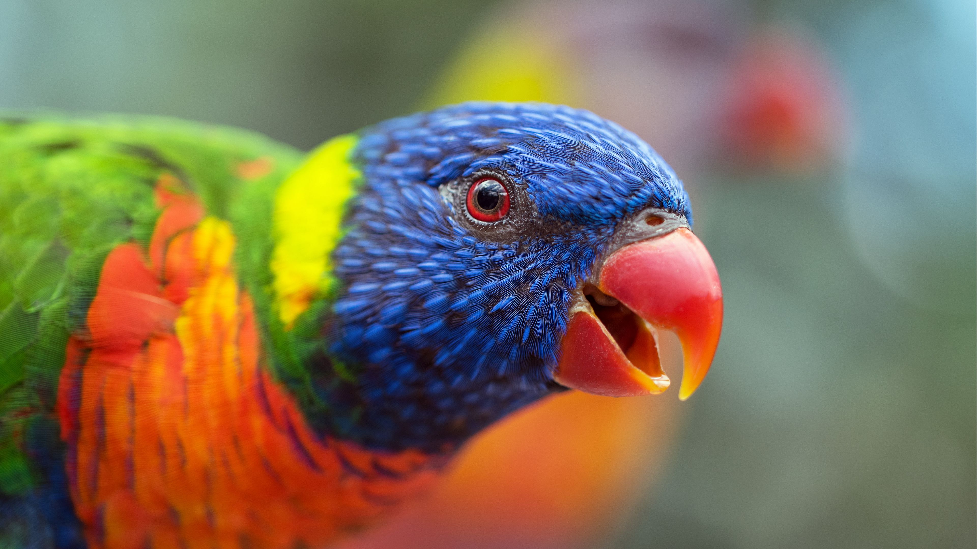 loriini, parrot, bird, rainbow, beak, 4k, HD Wallpaper