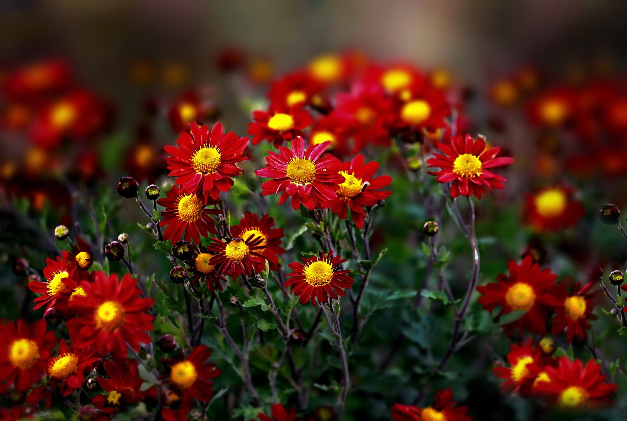flowers, plants, nature, HD Wallpaper