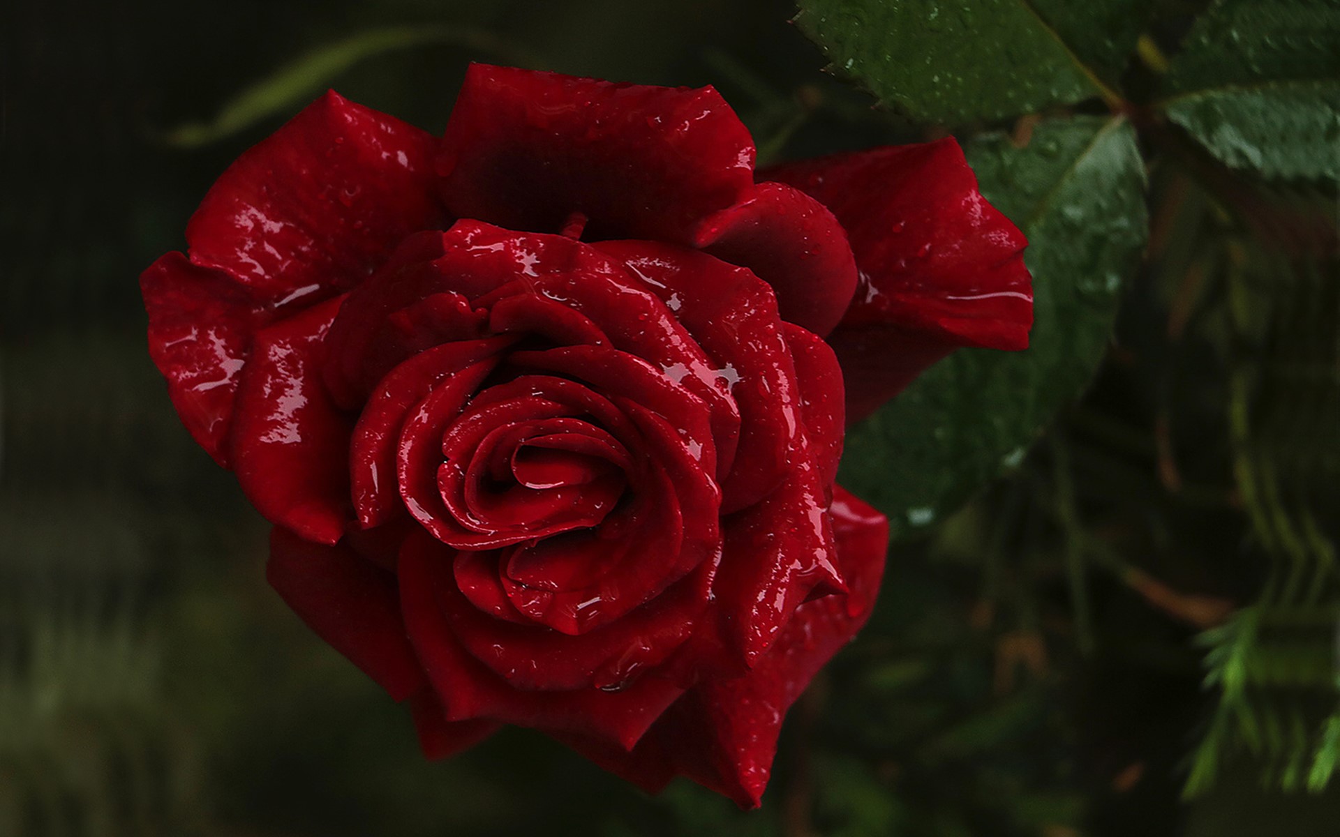 roses, flowers, plants, nature, HD Wallpaper