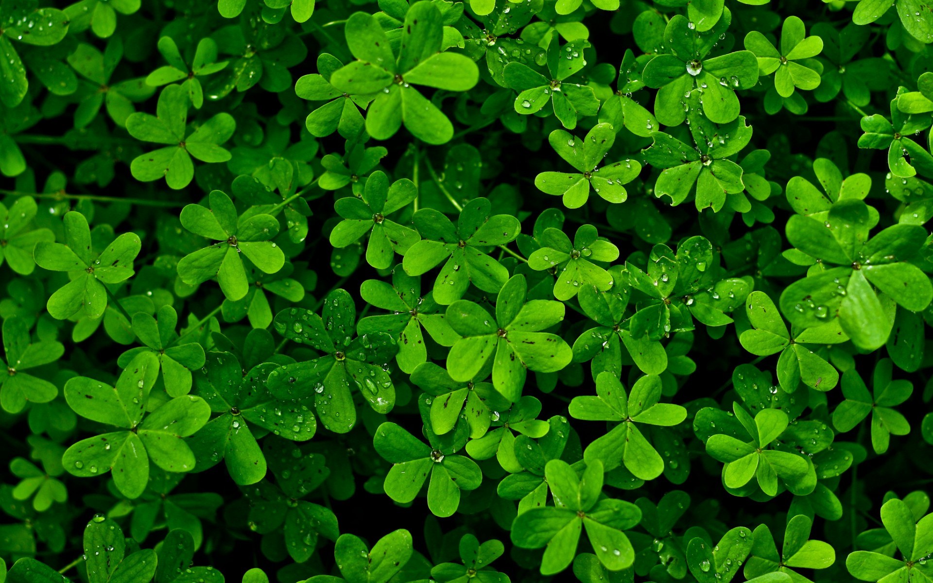 plants, leaves, nature, clovers, HD Wallpaper