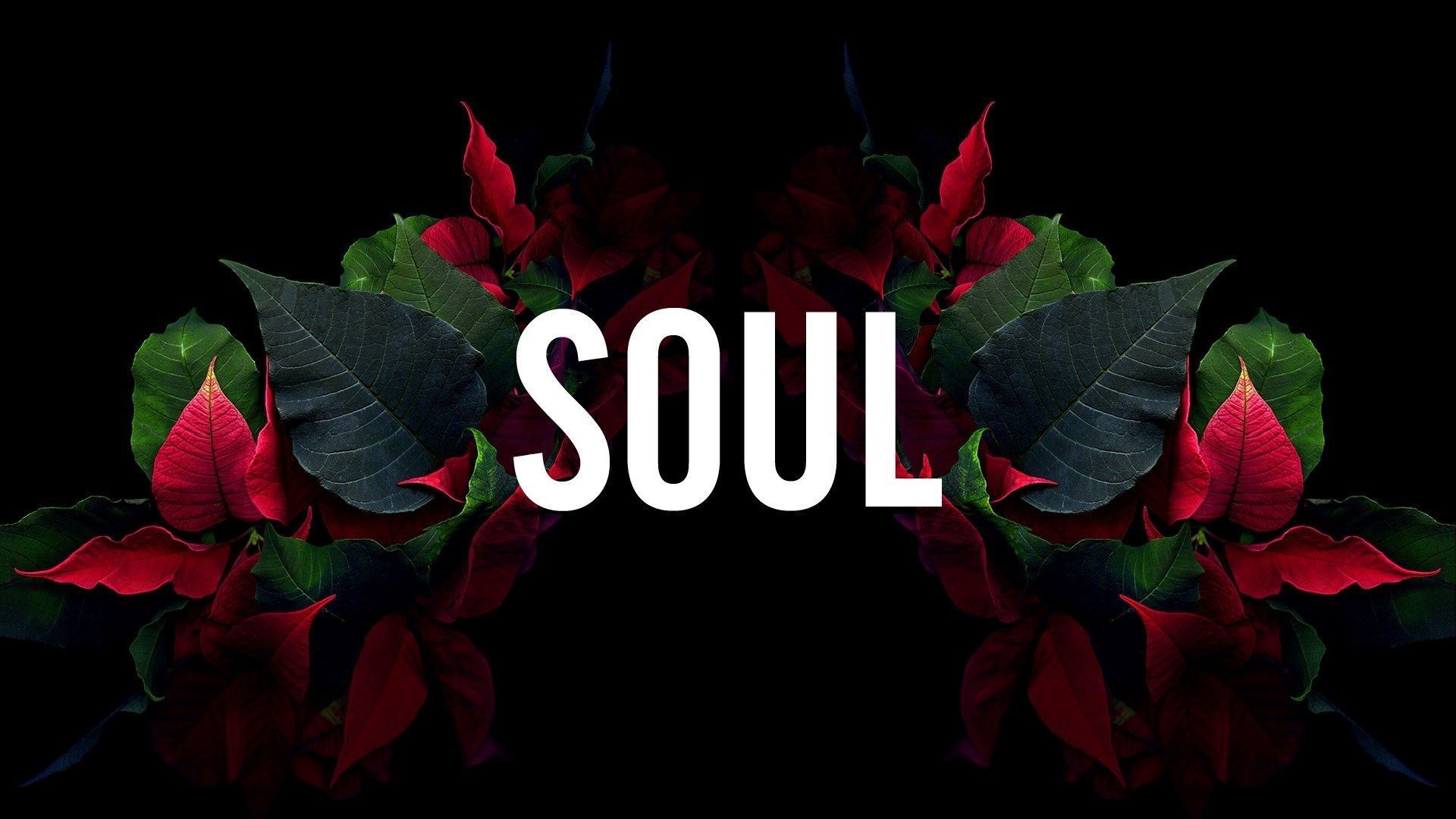 dark background, leaves, typography, plants, HD Wallpaper
