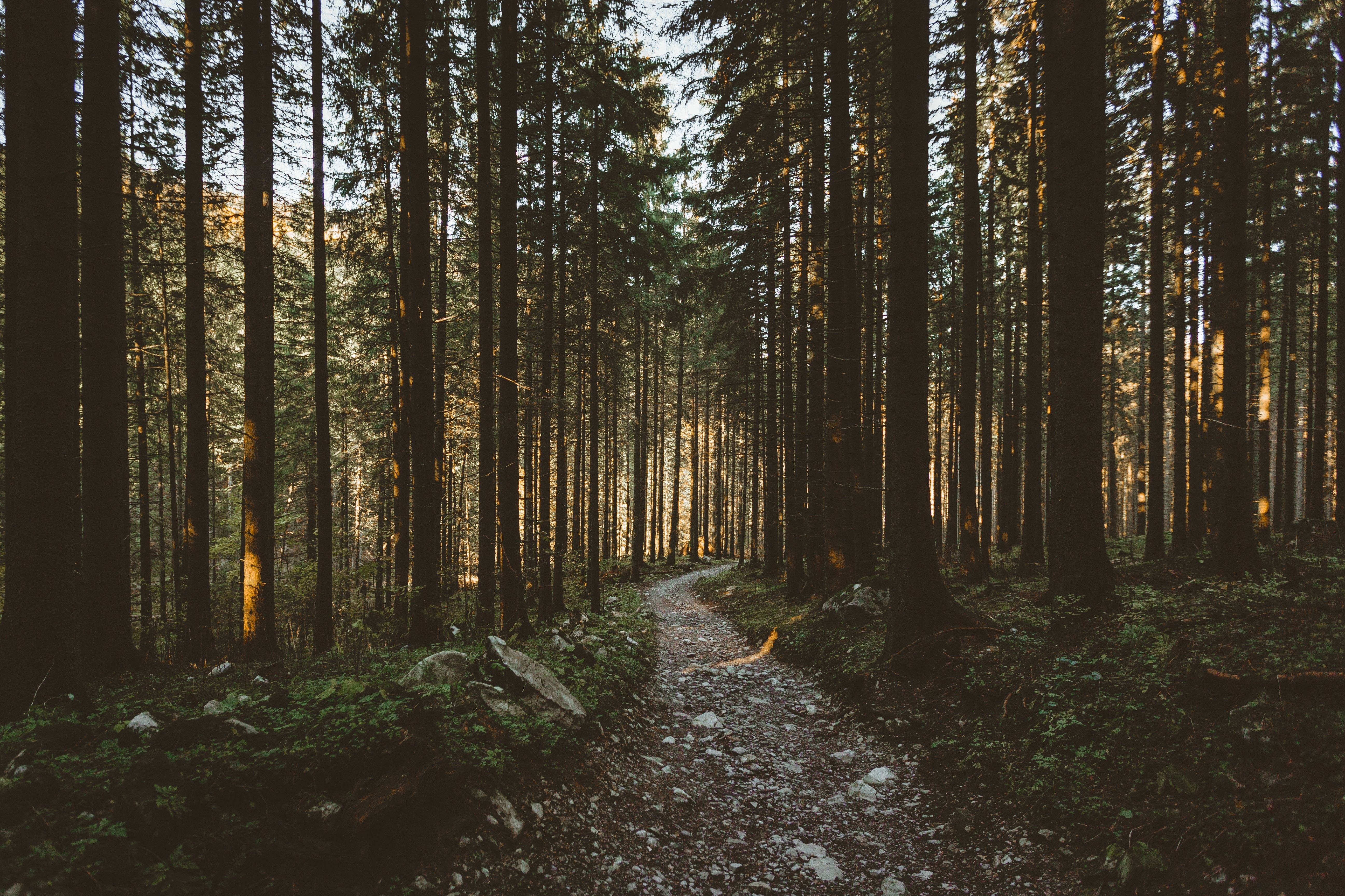 forest, nature, trees, dirt road, HD Wallpaper