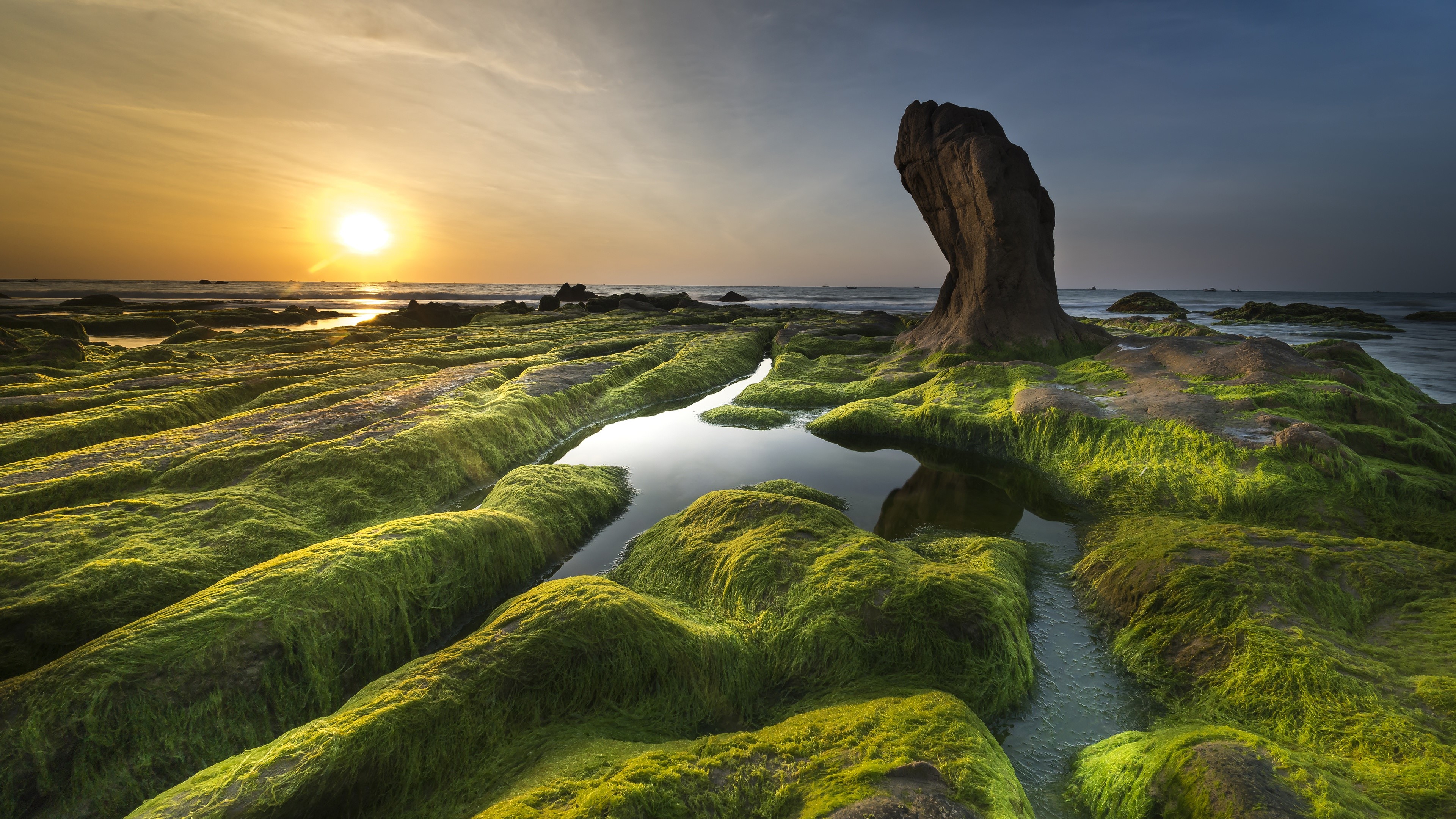 nature, moss, landscape, Sun, HD Wallpaper