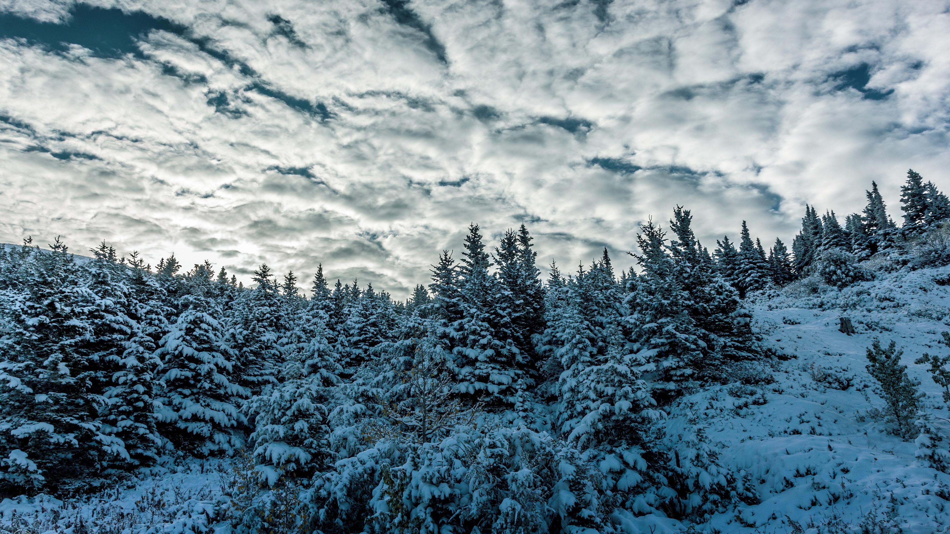 winter, sky, trees, snow, clouds, nature, HD Wallpaper