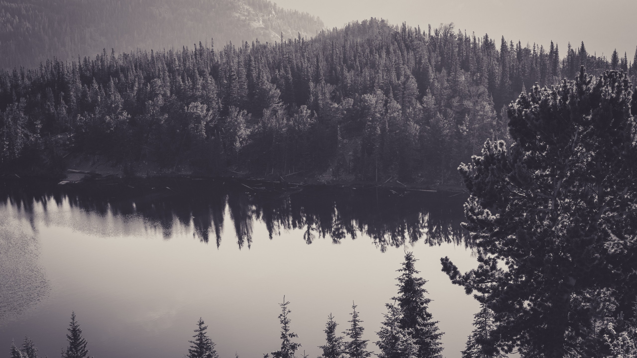 forest, water, landscape, lake, monochrome, HD Wallpaper