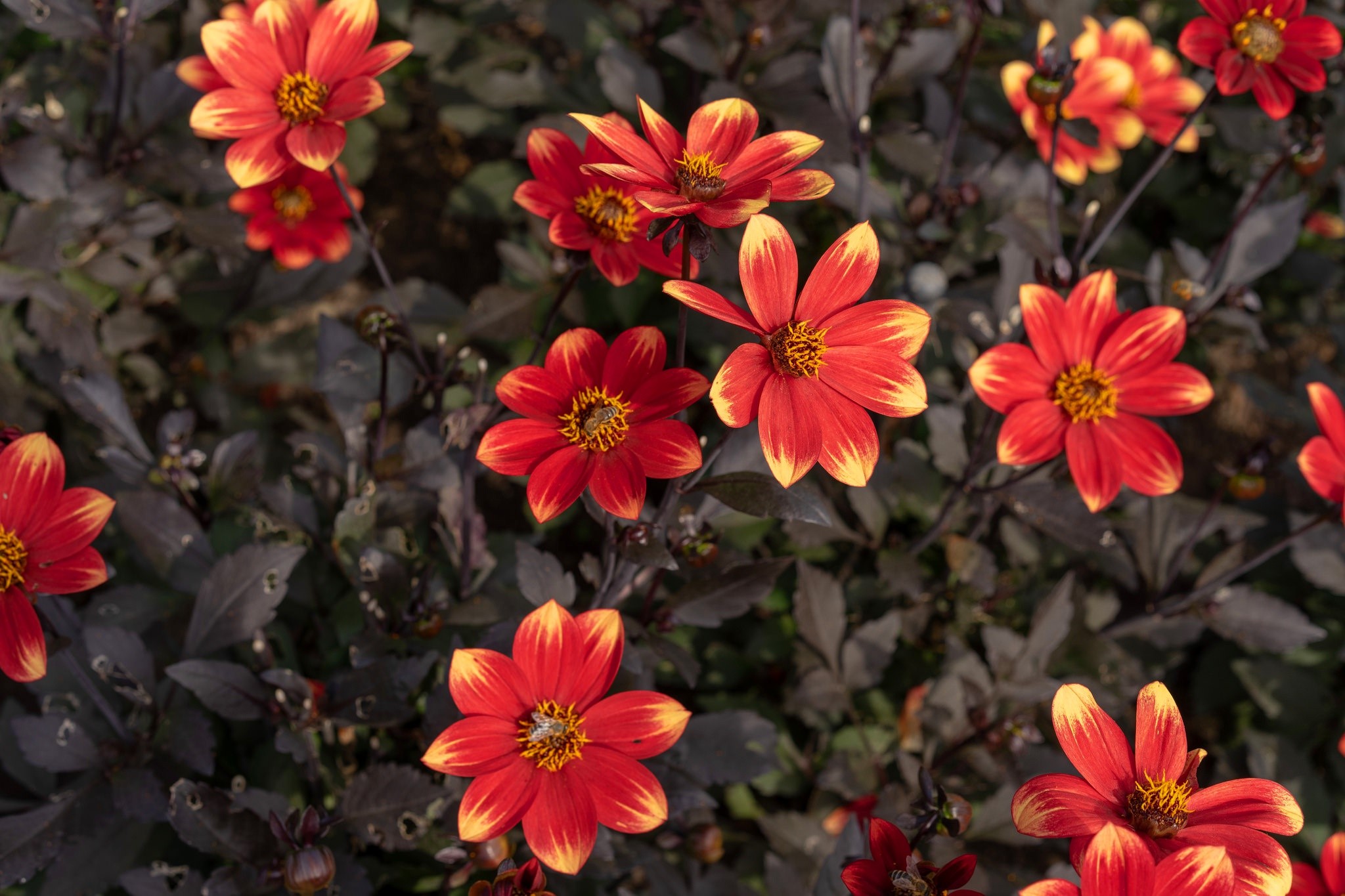 flowers, red flowers, plants, HD Wallpaper