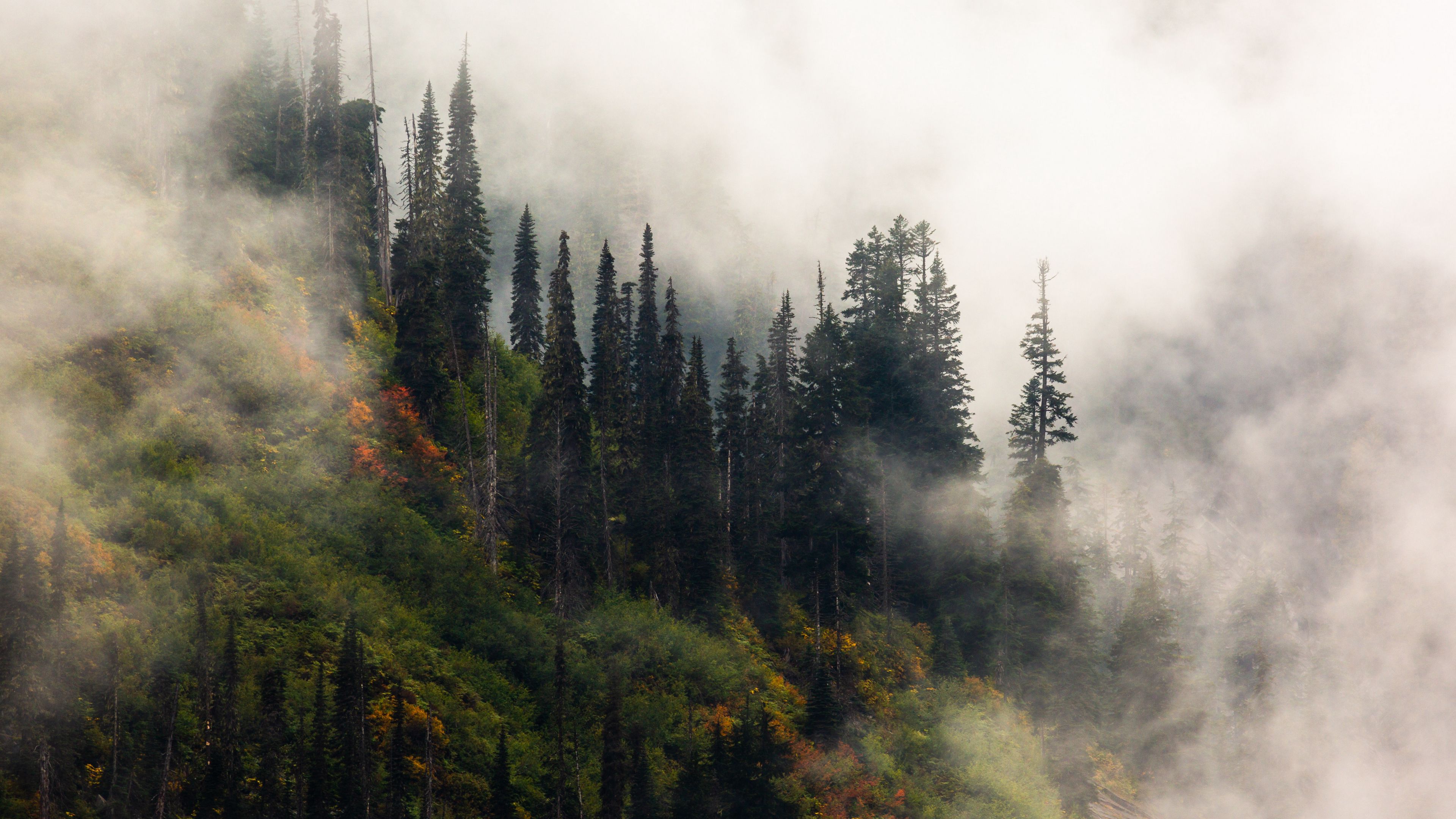 trees, fog, forest, hill, 4k, HD Wallpaper