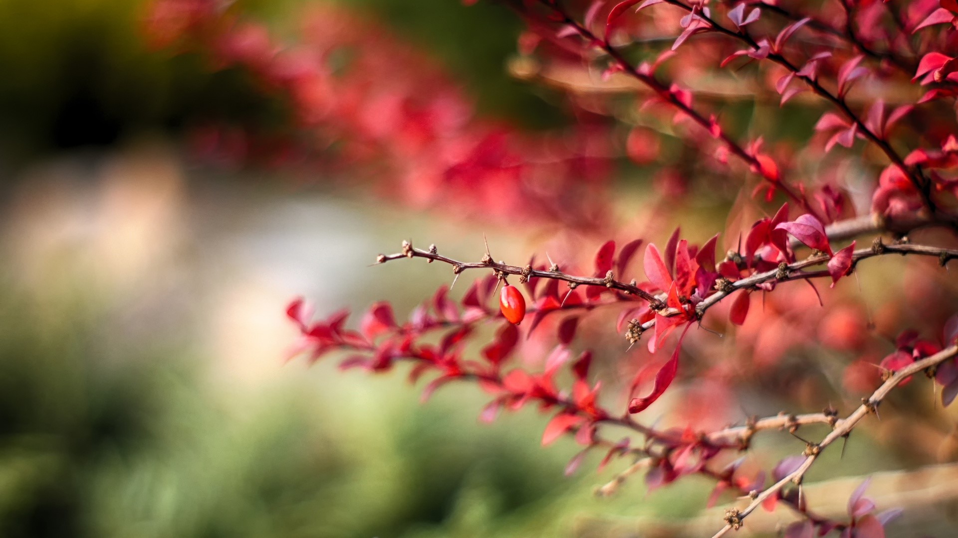 macro, red, nature, outdoors, HD Wallpaper