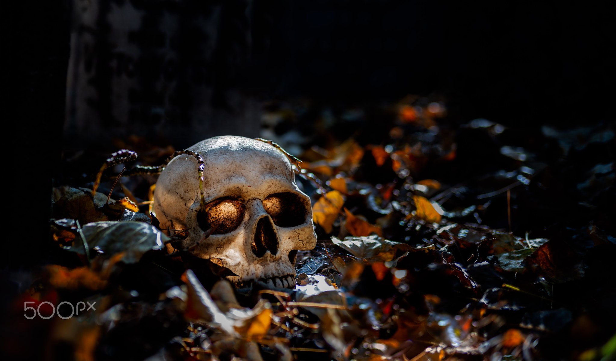 dark, bones, skull, 500px, HD Wallpaper