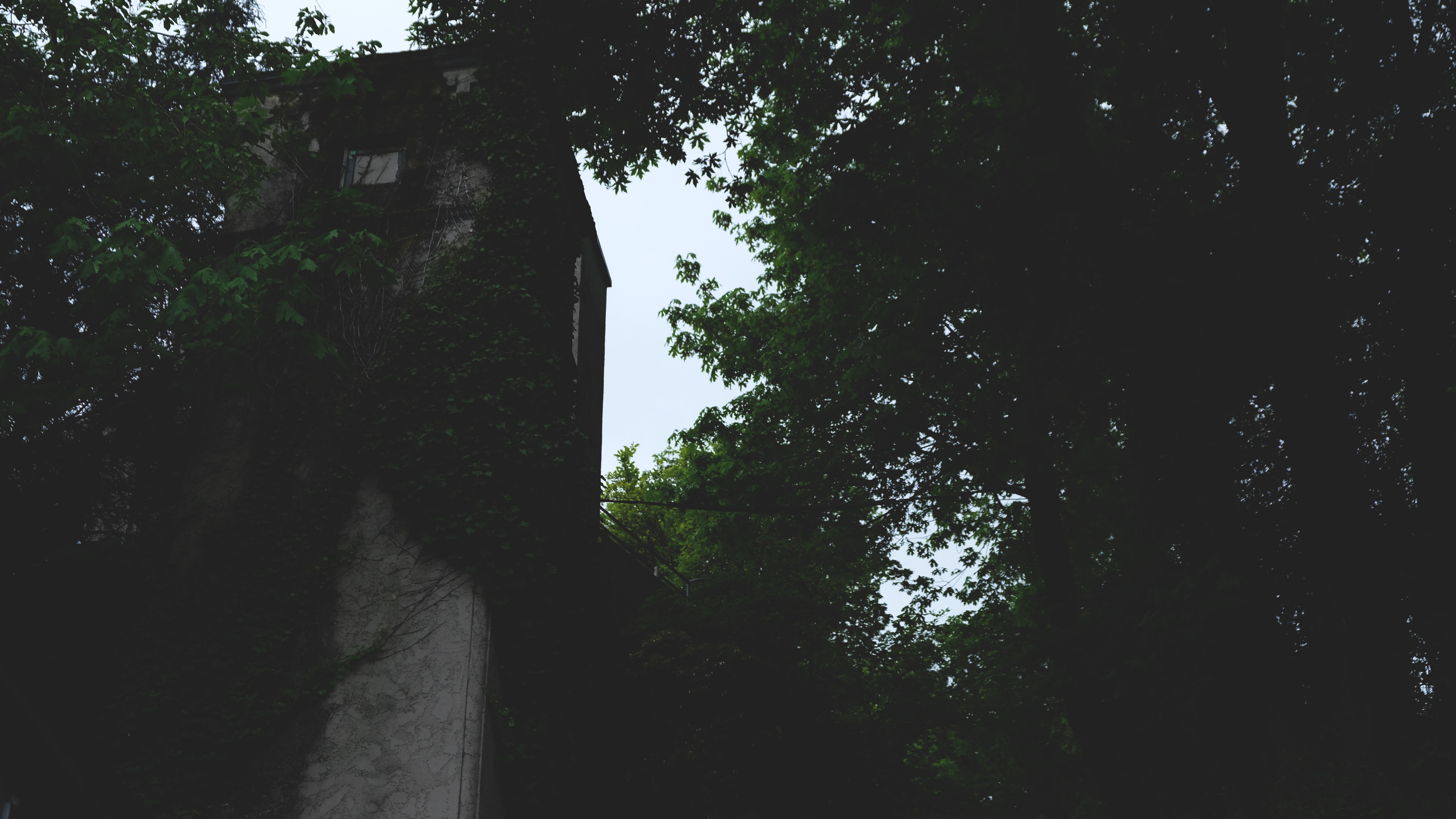 nature, trees, tower, HD Wallpaper