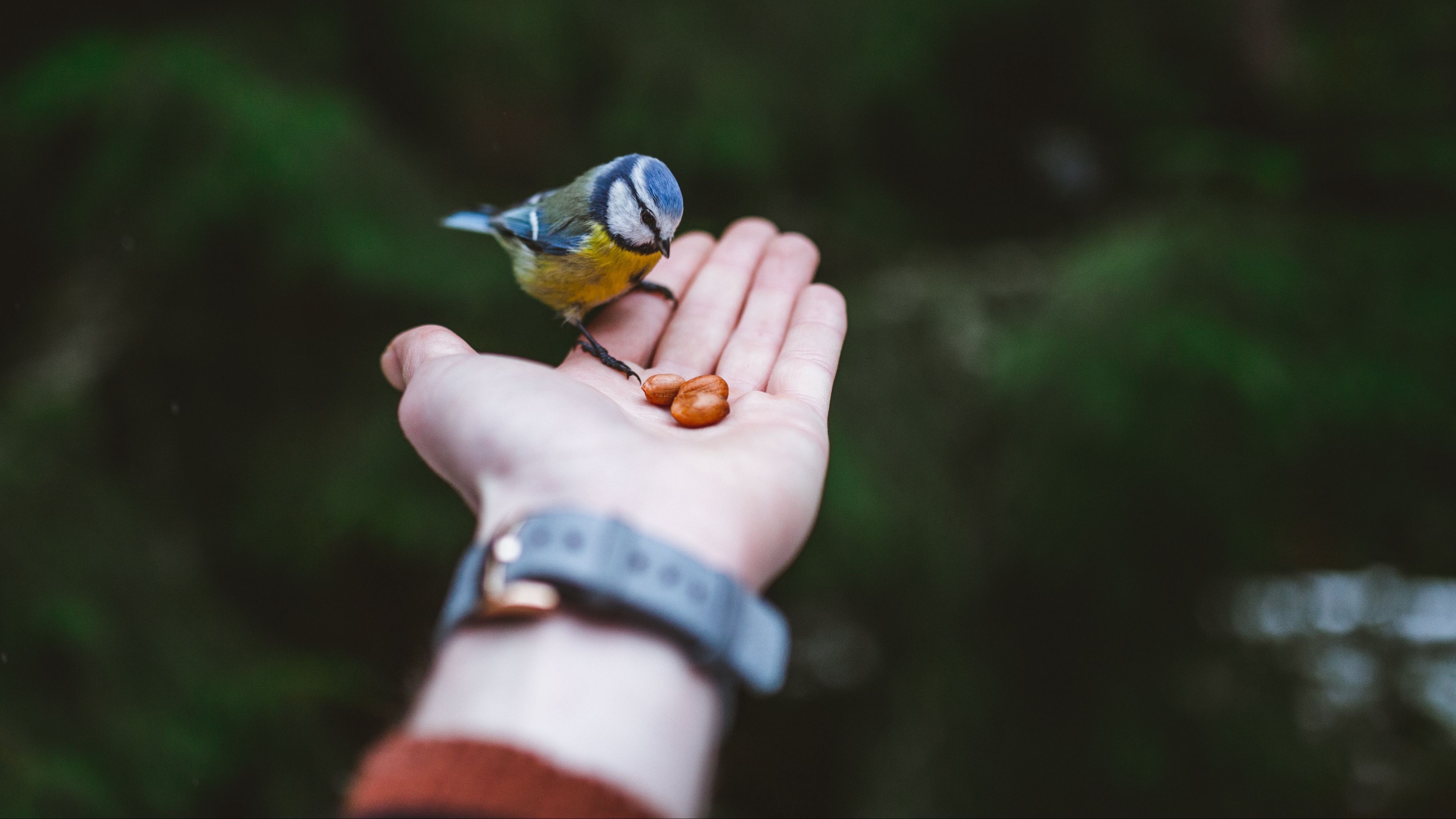 titmouse, hand, bird, food, 4k, HD Wallpaper