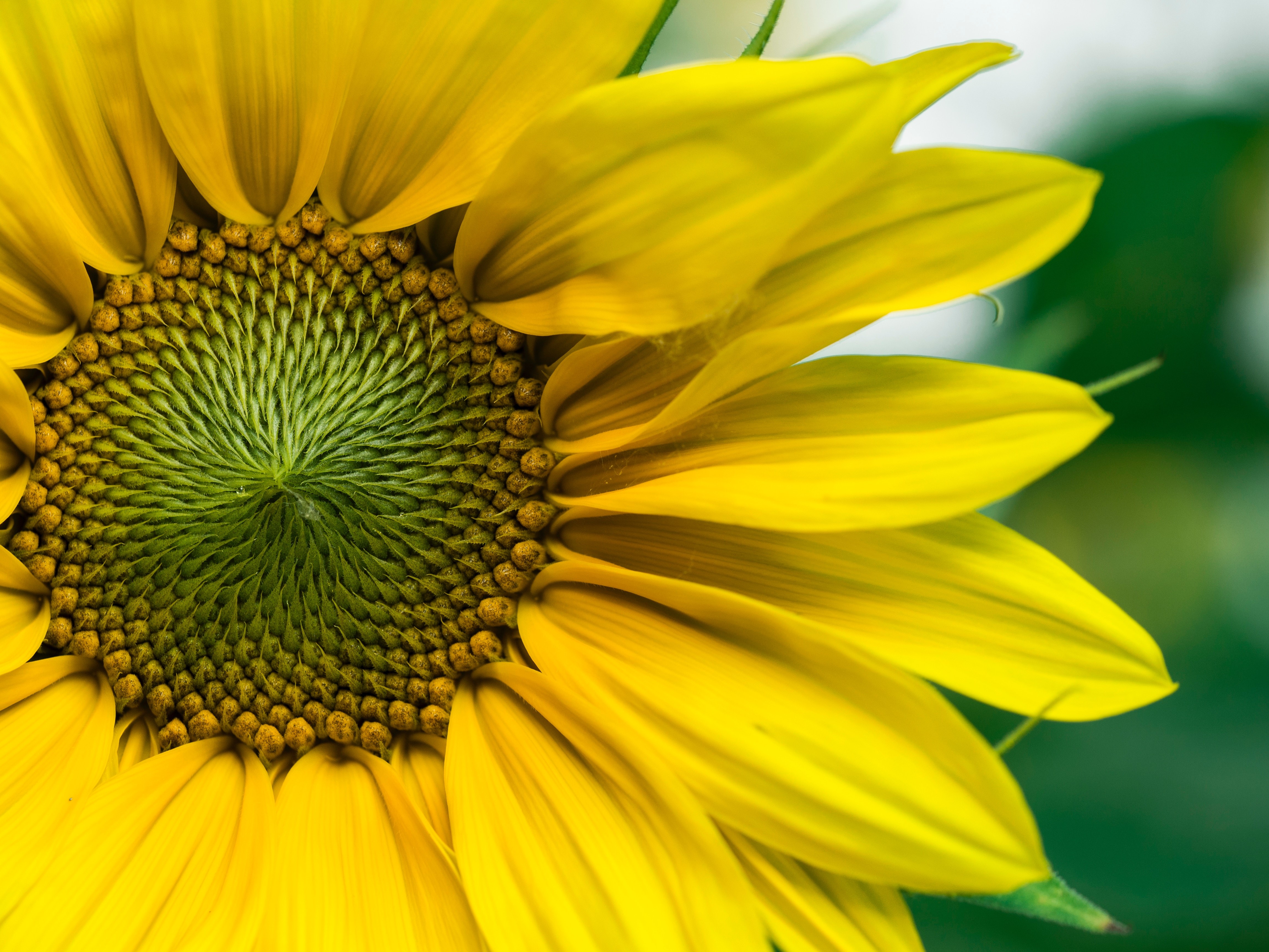 nature, sunflowers, flowers, plants, HD Wallpaper