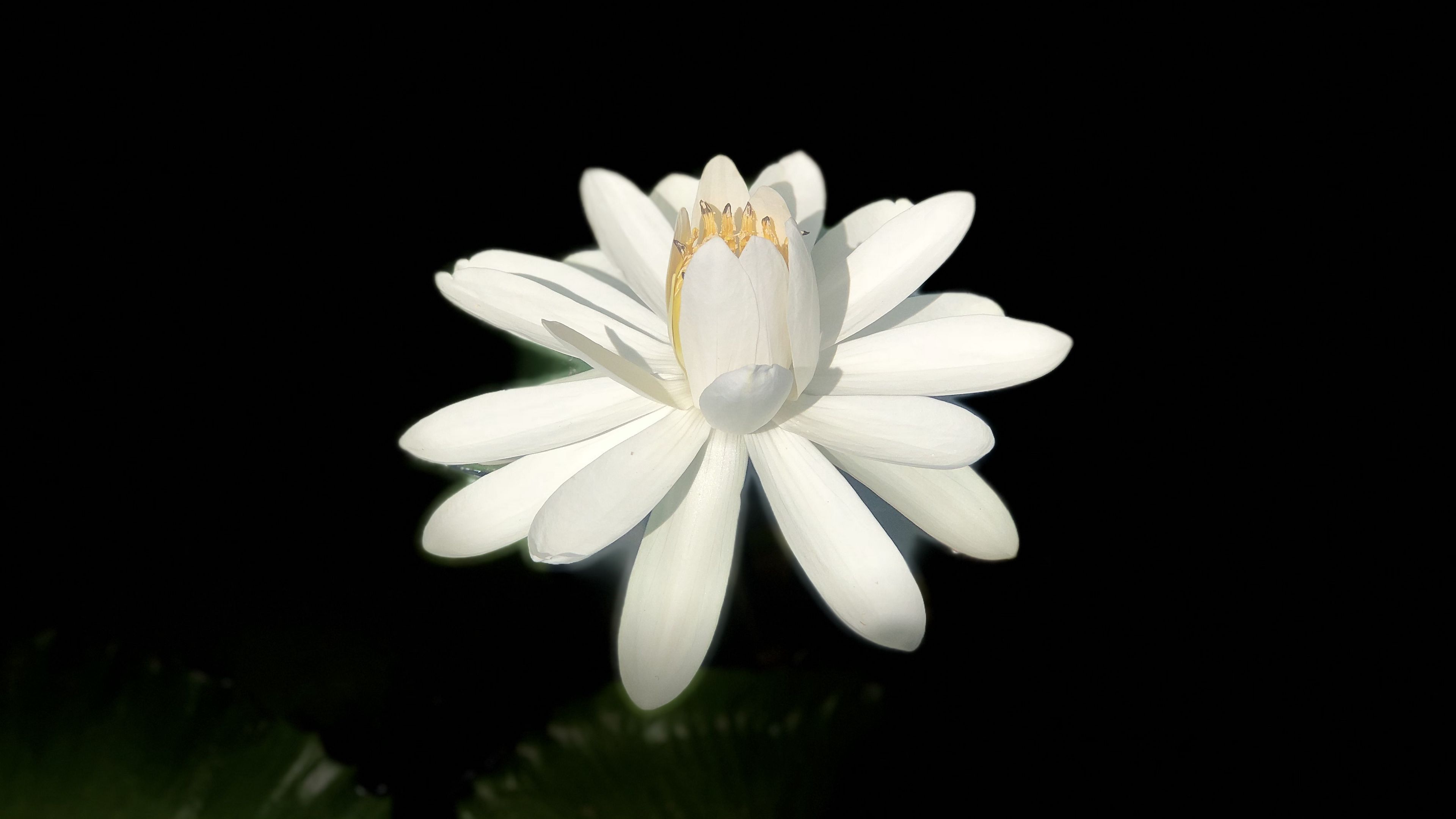 lotus, white, bloom, dark background, 4k, HD Wallpaper