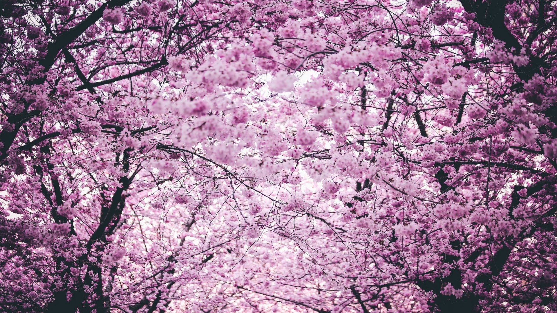 sakura trees, blossoms, spring, flowers, nature, HD Wallpaper