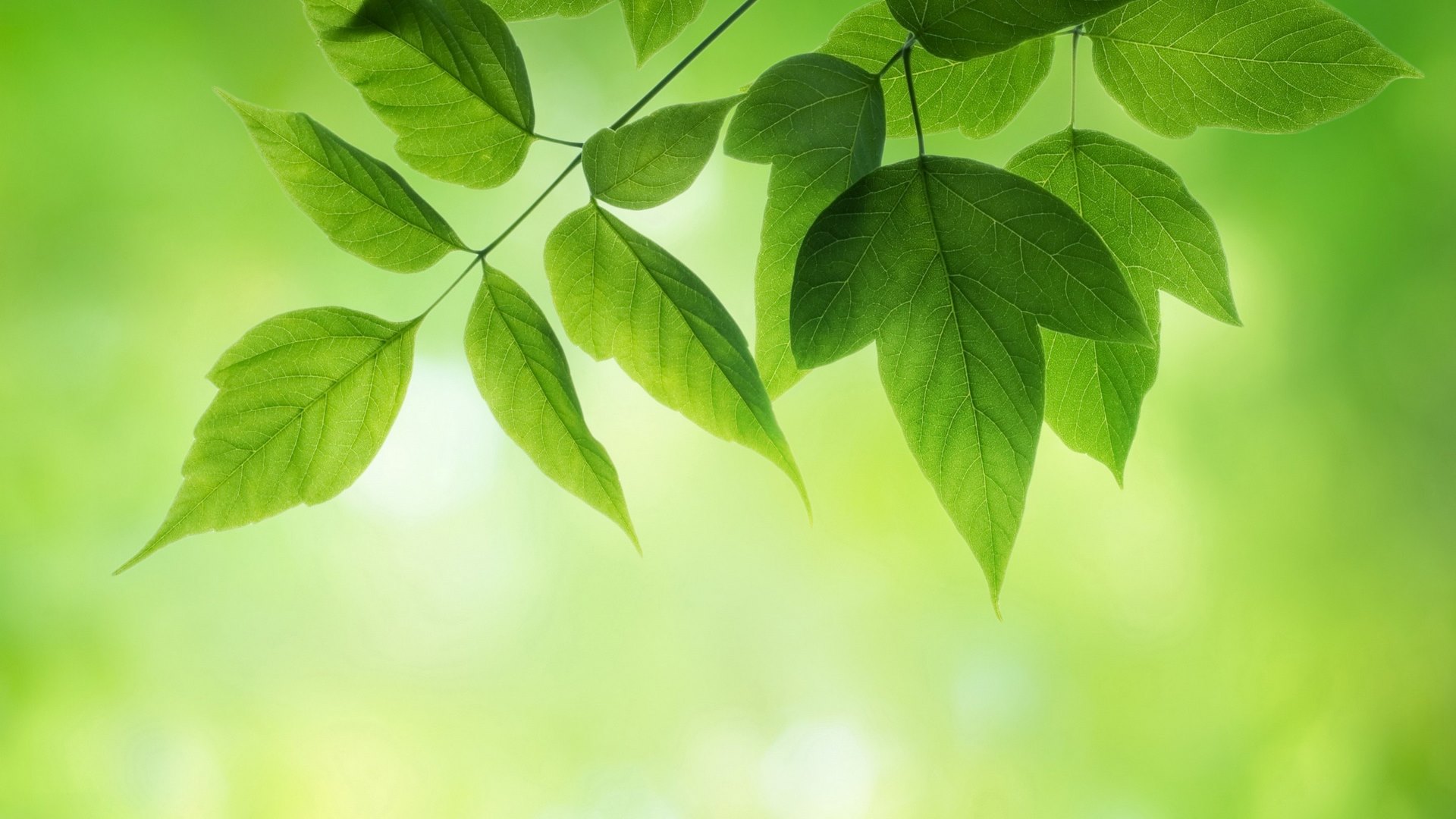 nature, leaves, spring, green, HD Wallpaper