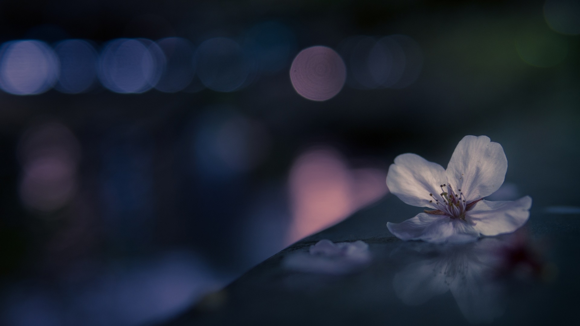 flower, blossom, abstract, blue, HD Wallpaper