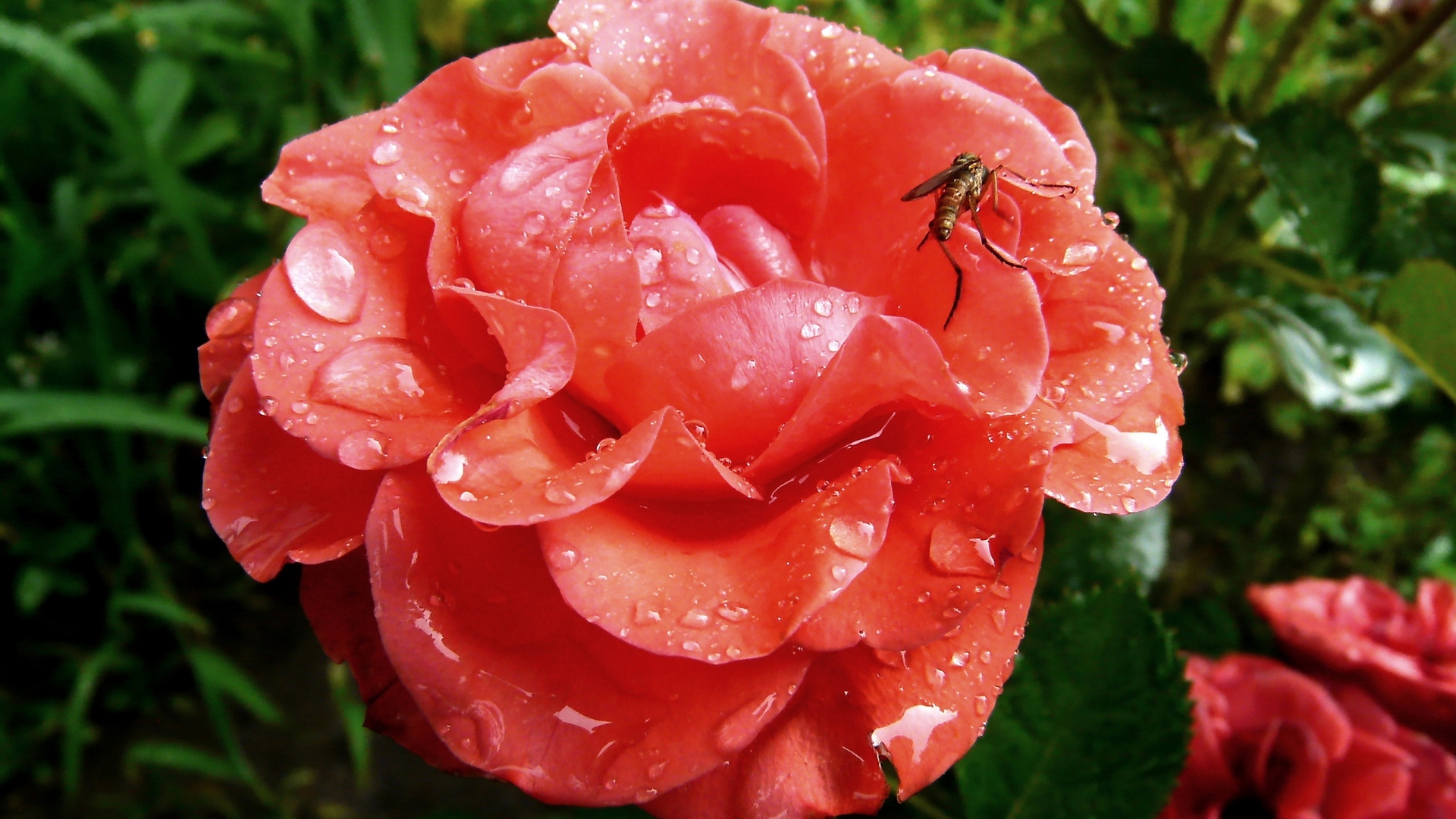 rose, flowers, nature, drops, petals, pink, HD Wallpaper