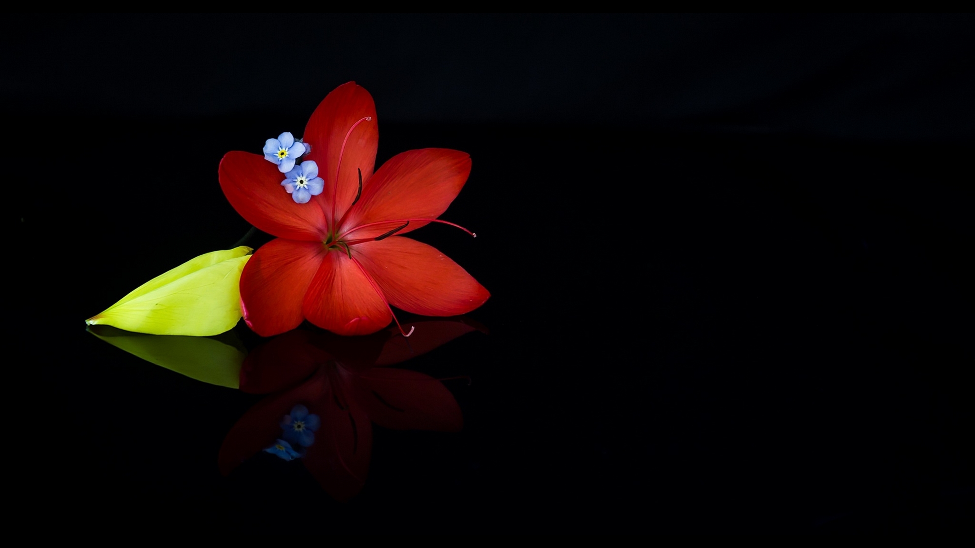 green, blue, red, black, flower, minimalism, HD Wallpaper