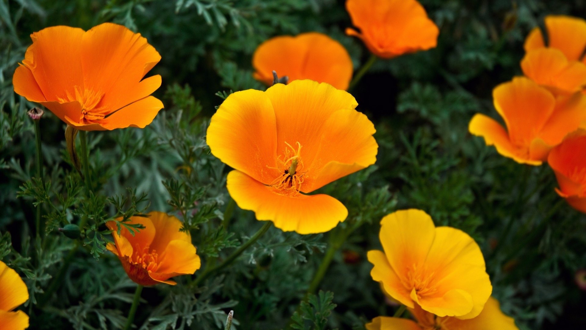 state, california, poppies, golden, HD Wallpaper