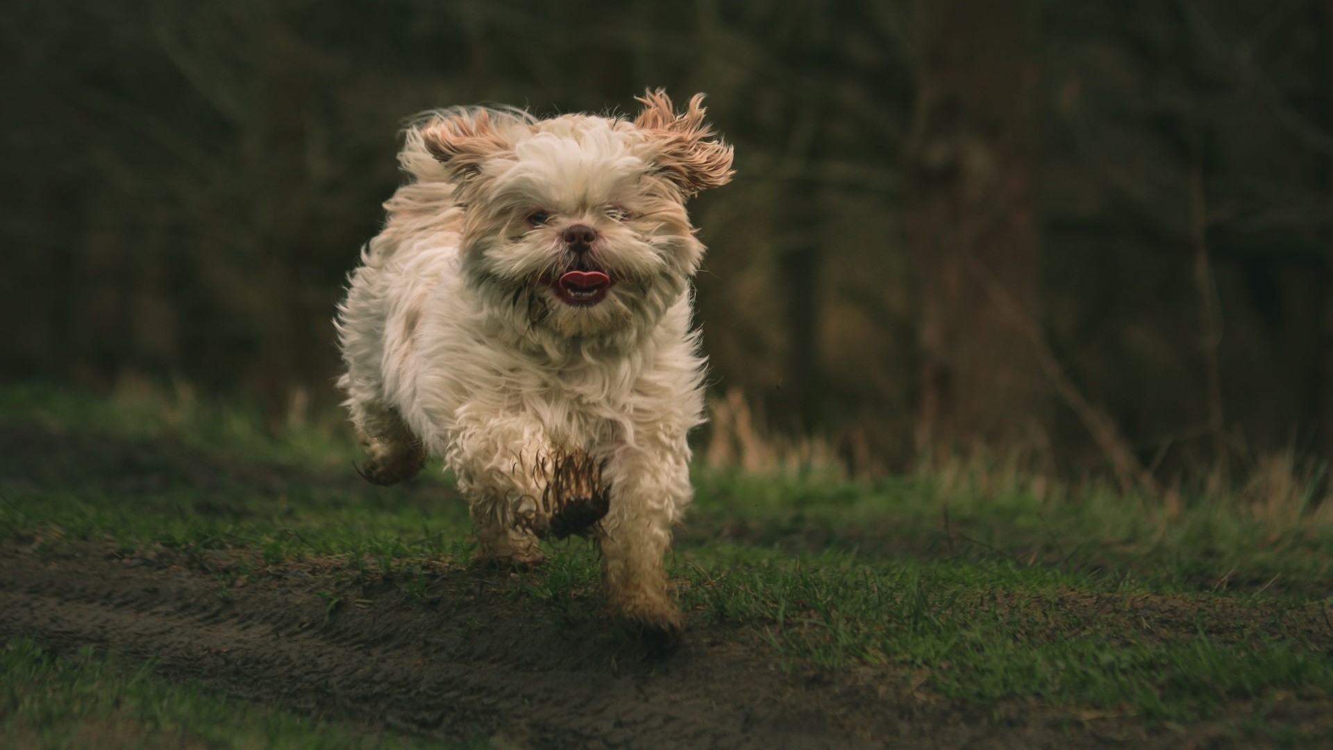 running, cute, animal, dog, HD Wallpaper