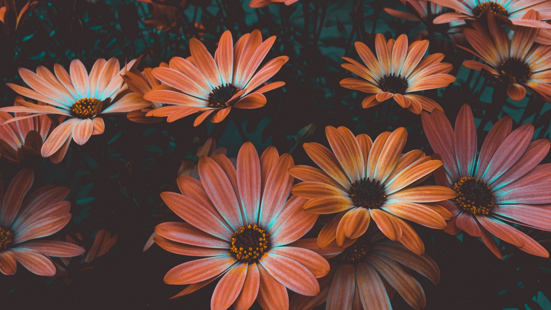 bloom, close up, daisy, flowerbed, HD Wallpaper