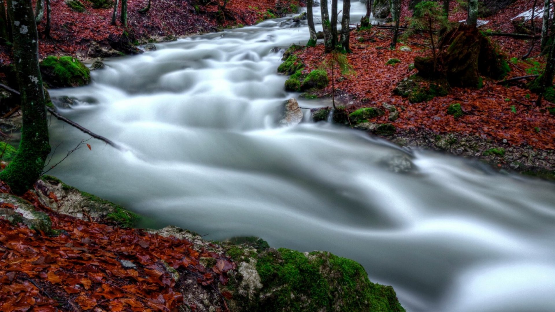 leaves, autumn, nature, river, HD Wallpaper