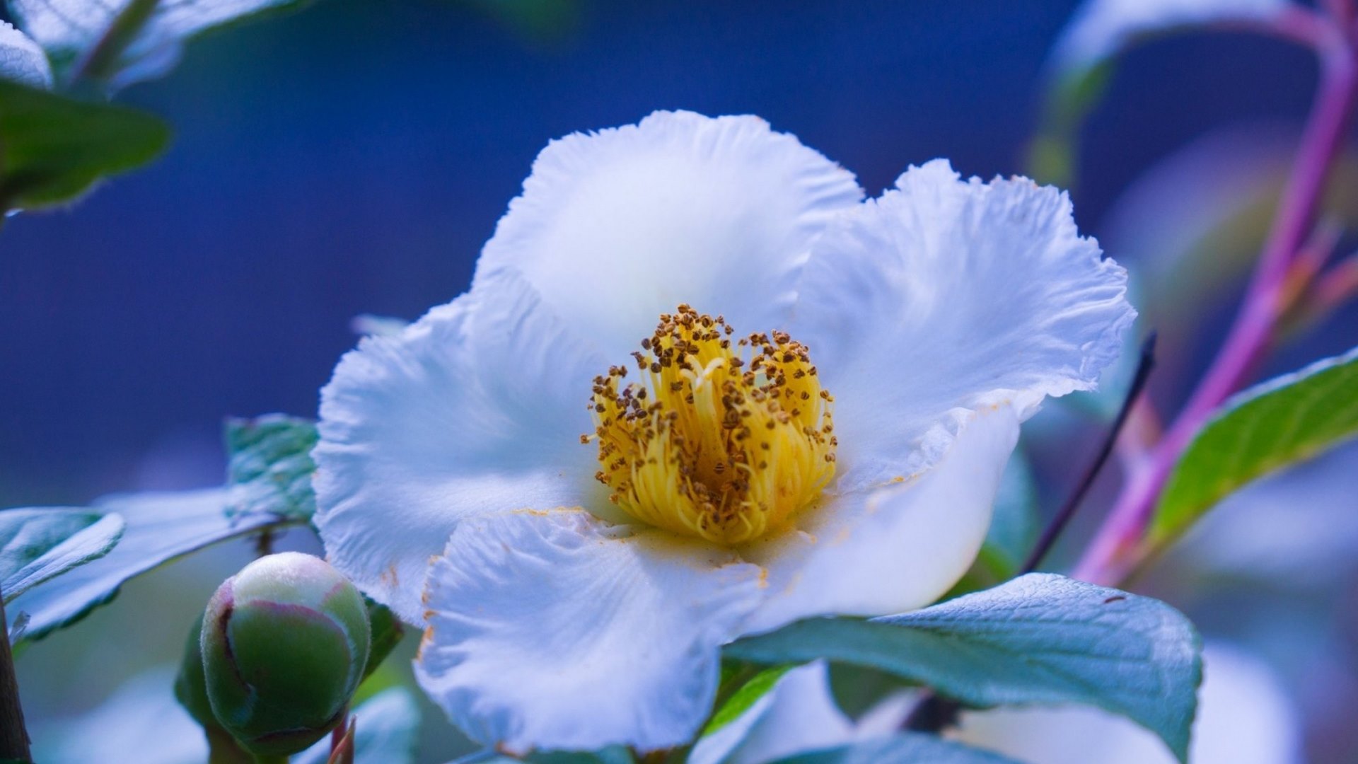 peony, flower, white, blooming, HD Wallpaper