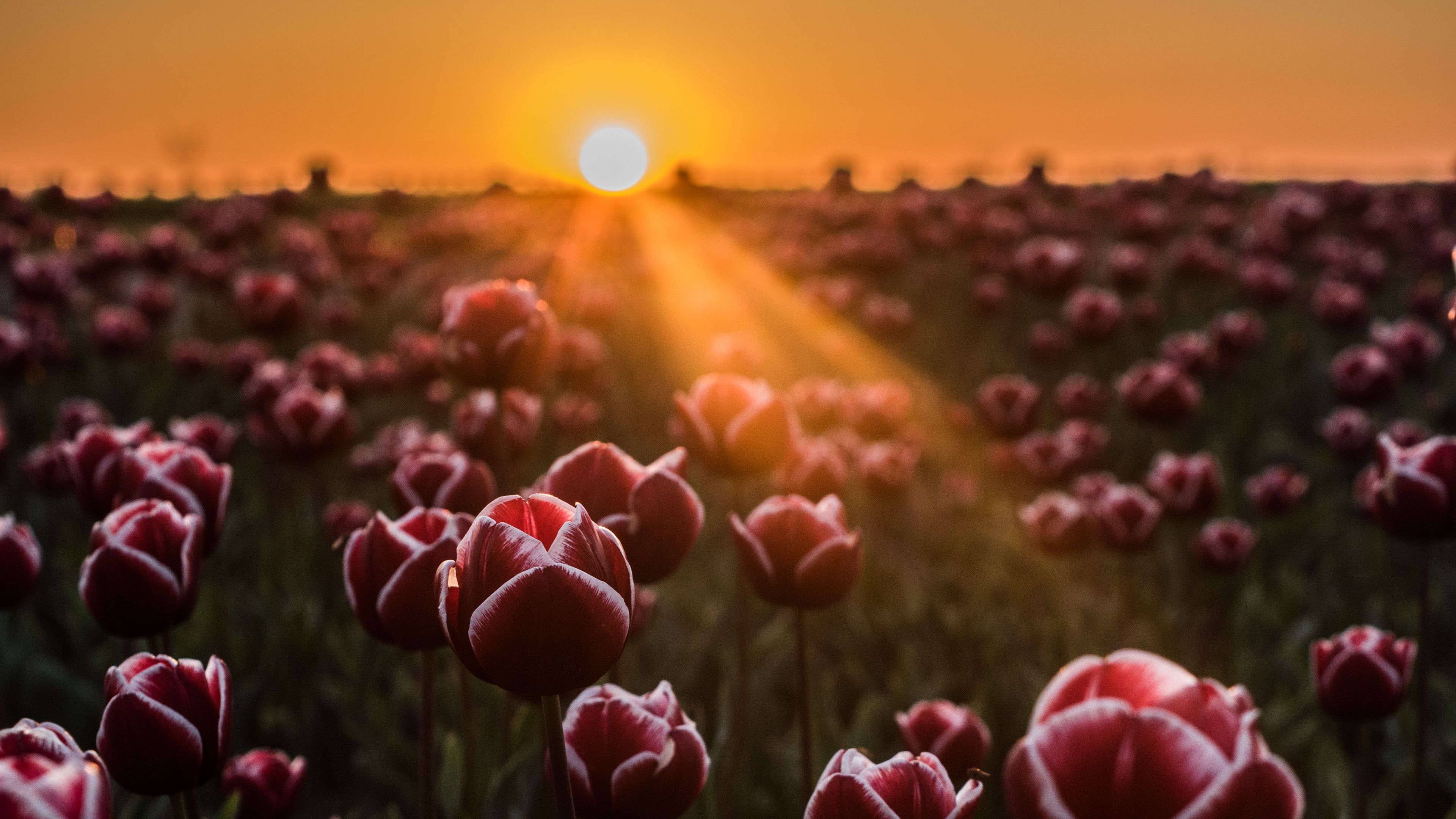 tulips, horizon, sunlight, field, 4k, HD Wallpaper