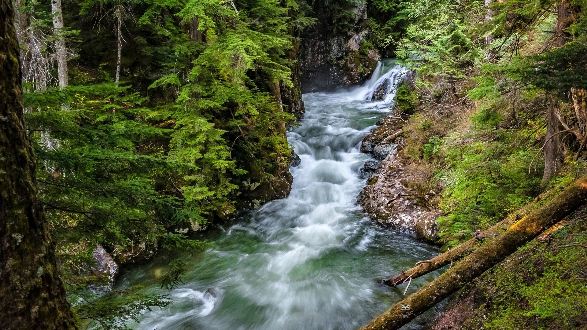 forests, trees, streams, nature, HD Wallpaper