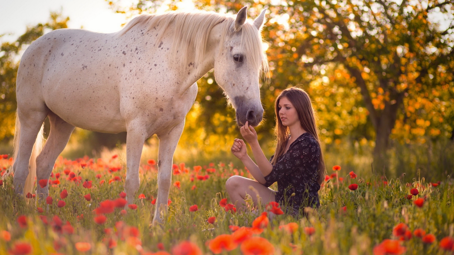 brunette, cowgirl, poppies, flowers, trees, horse, field, HD Wallpaper