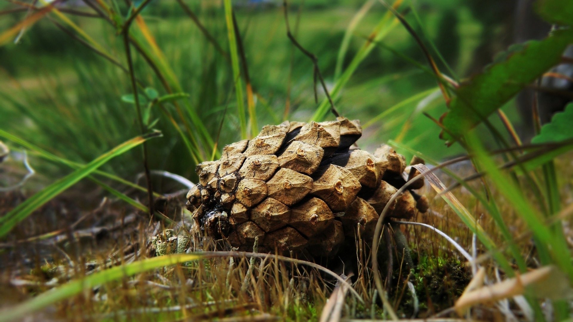 cone, nature, green, spruce, HD Wallpaper