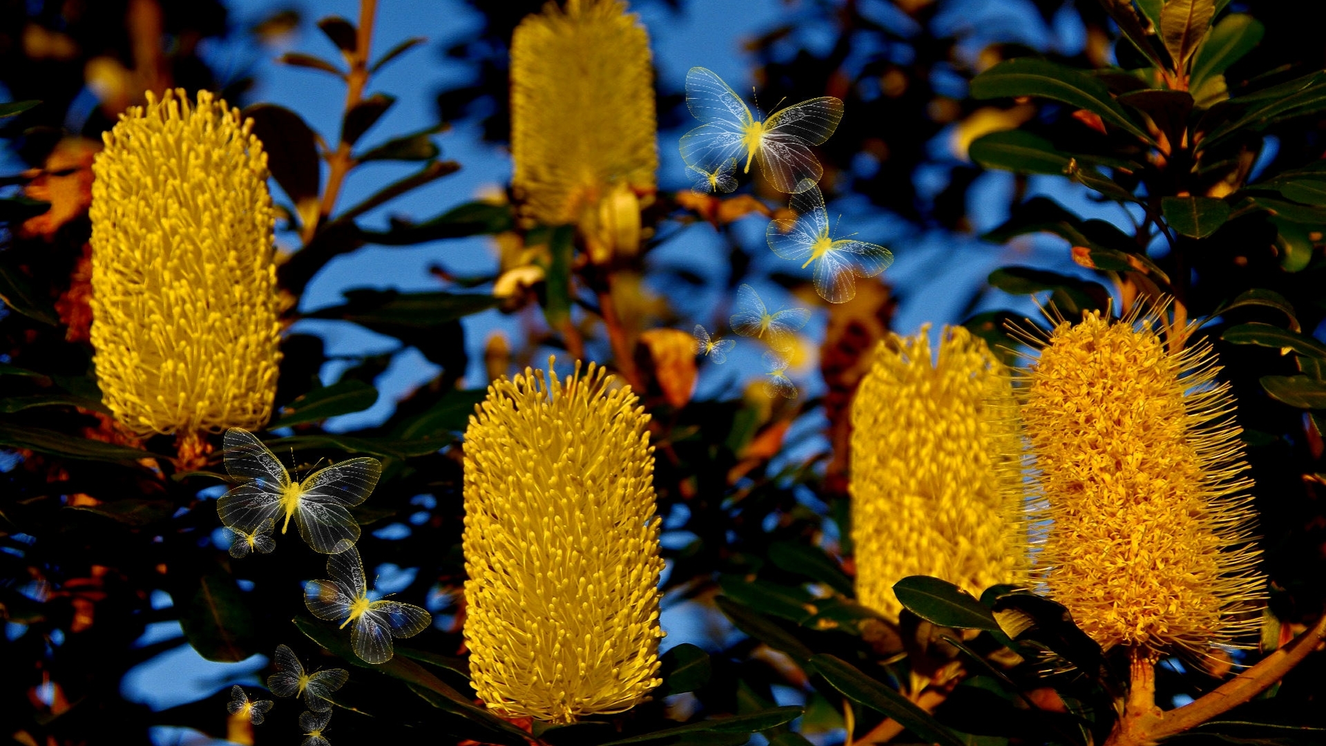 colorful, vivid, bottle brush, bold, yellow, butterflies, delicate, coastal bottle brush, flowers, bright, vibrant, sandid, blue, summer bloom flowers, HD Wallpaper